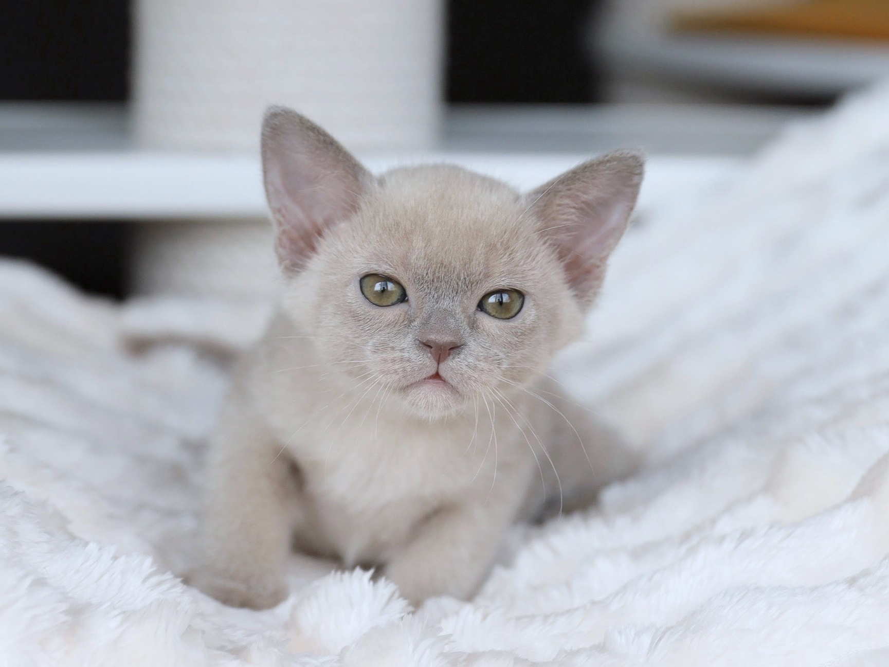 Котята. Питомник «Bouncy Life»