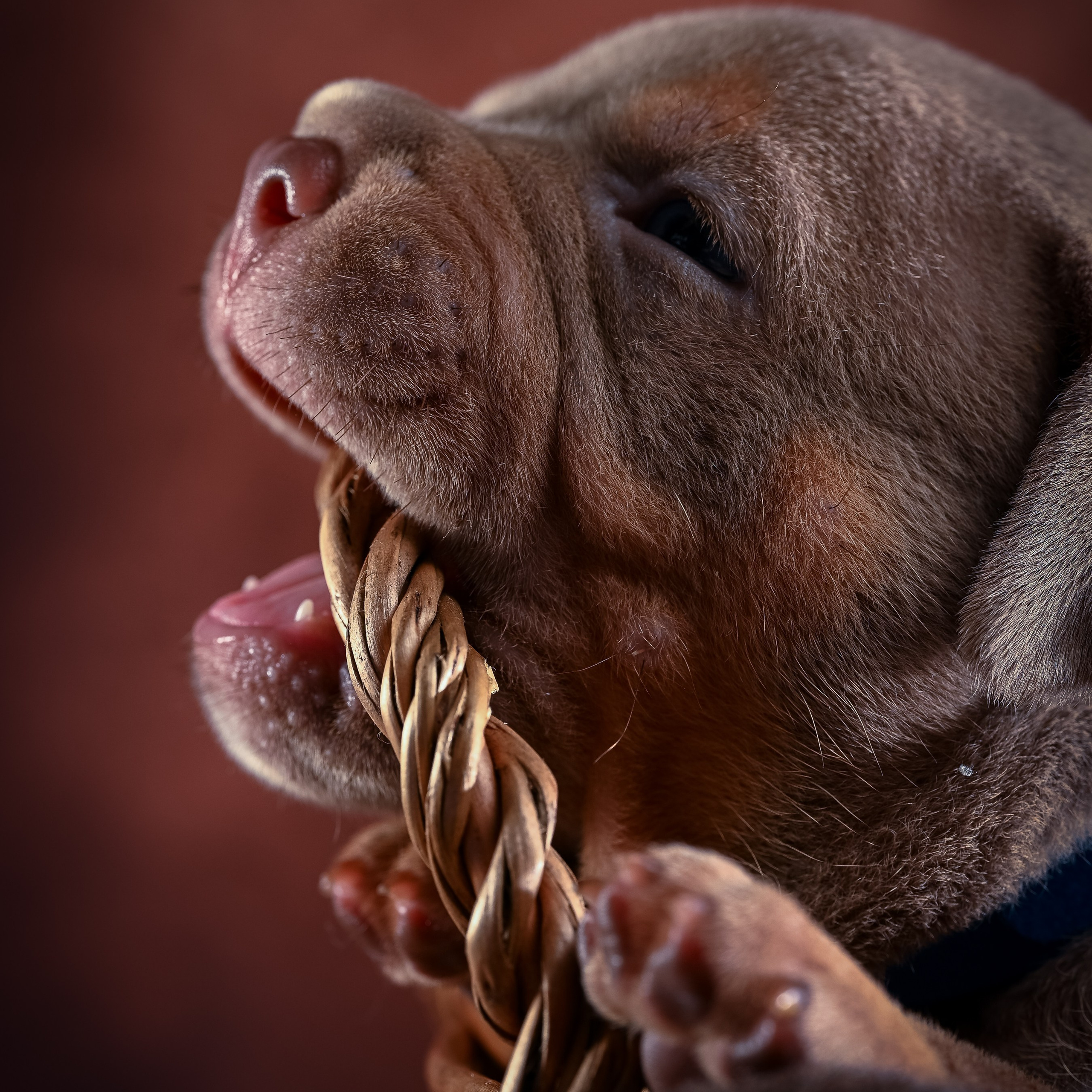 Услуги и цены. Фотограф-анималист в Санкт-Петербурге Анастасия Иванова