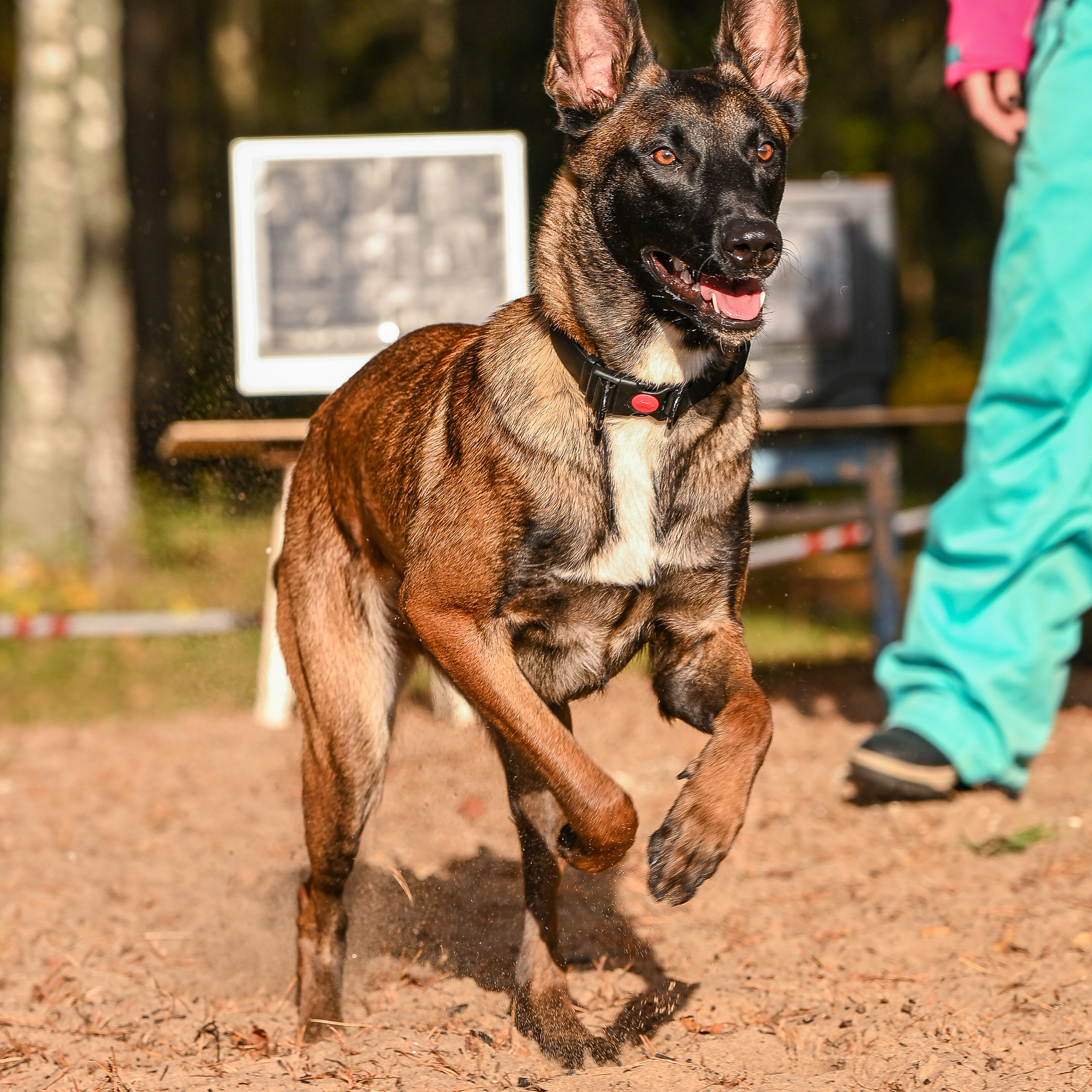 Услуги и цены. Фотограф-анималист в Санкт-Петербурге Анастасия Иванова