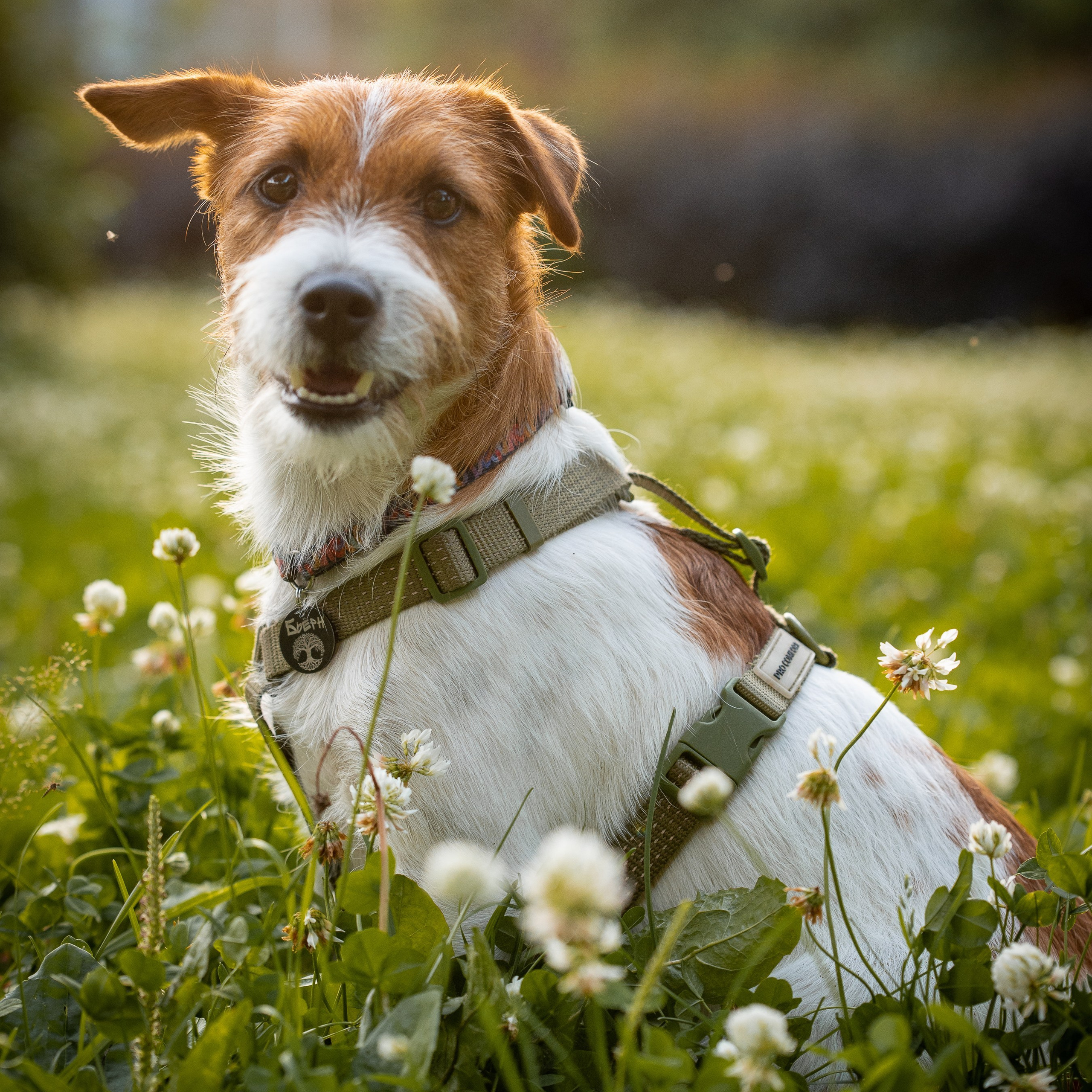 Услуги и цены. Фотограф-анималист в Санкт-Петербурге Анастасия Иванова