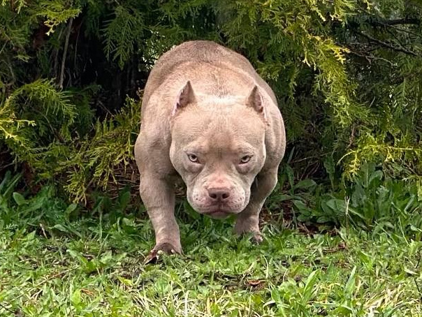 Суки. Питомник американских булли Bounty Pride Bully