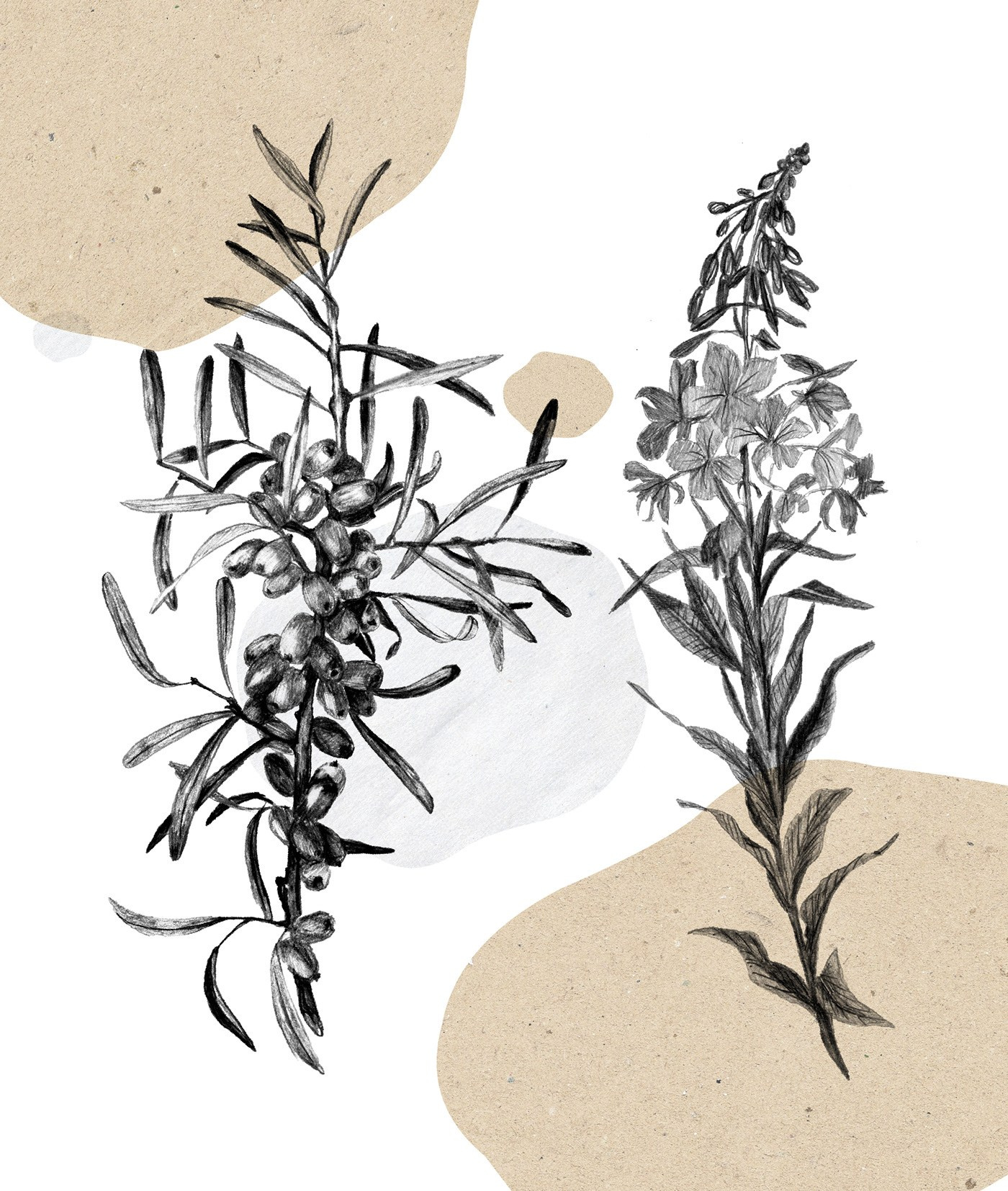 Серия этикеток “Таёжный вкус”