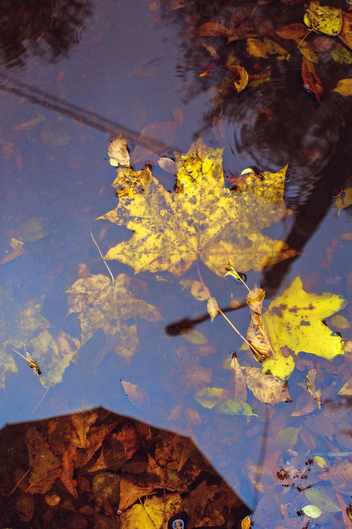 Руслан Шувалов (поэтограф)