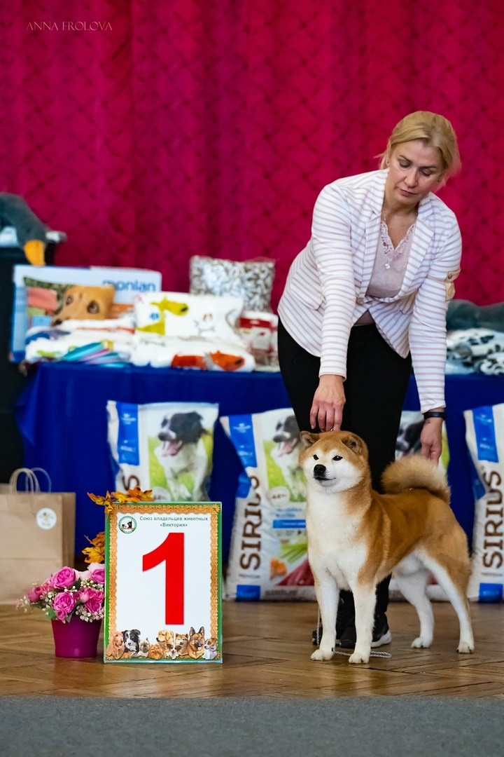 2023. SHIOMARU Питомник сиба и акита-ину