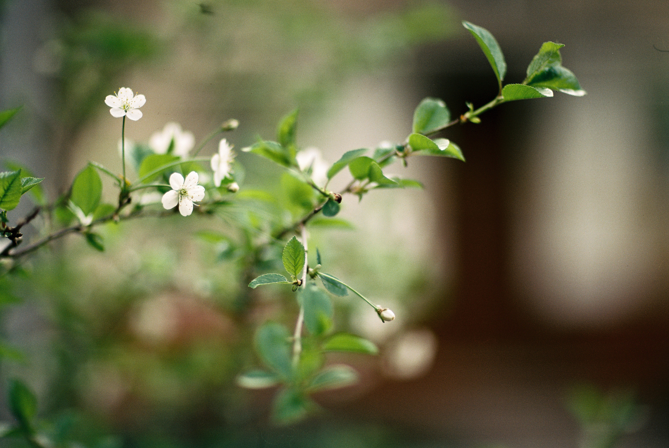 Kodak 50D (ECN-II) Canon 85 mm 1.2 L II. DOP Aleksey Seleznev