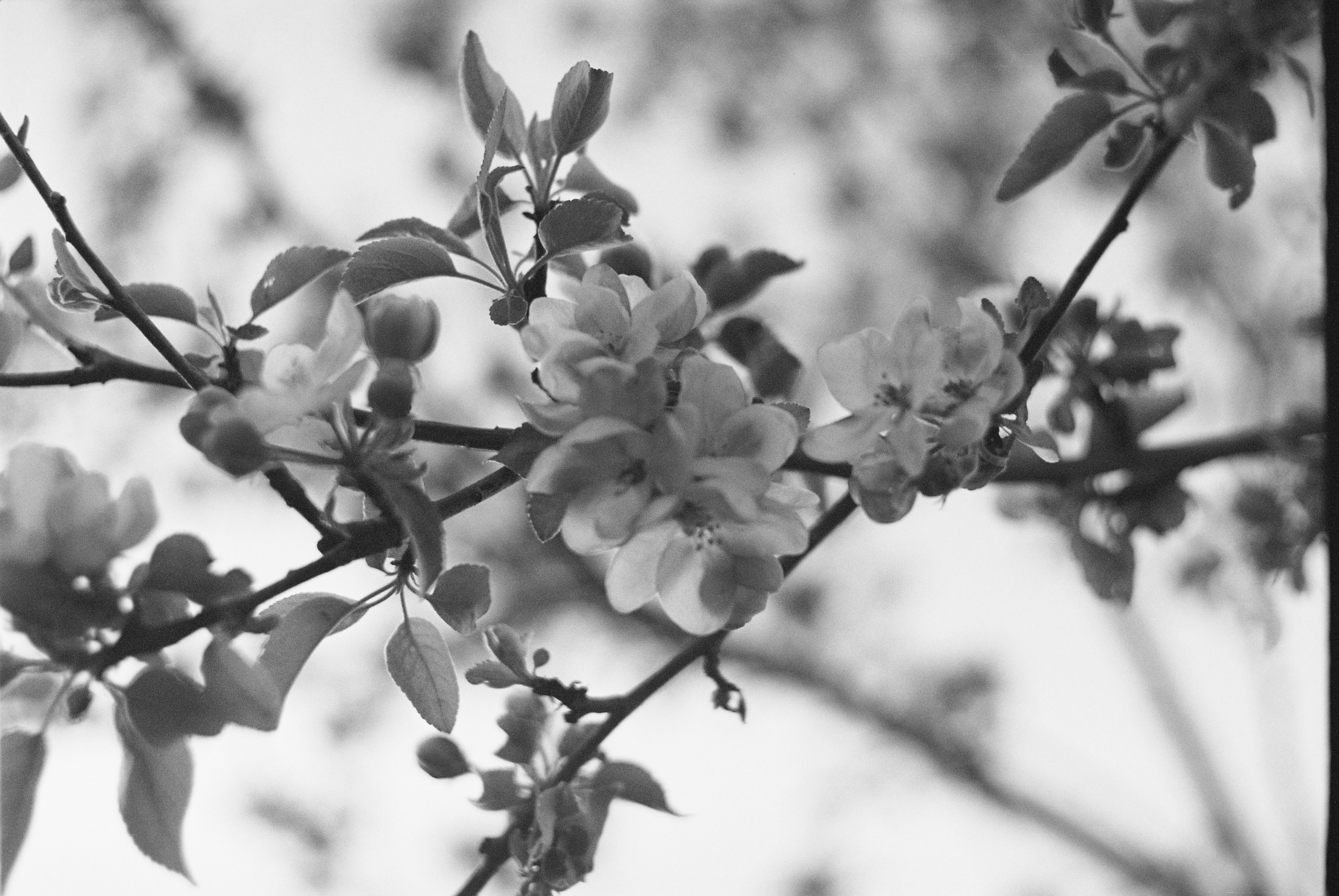 Круг жизни. Пылина Ирина — современная фотография