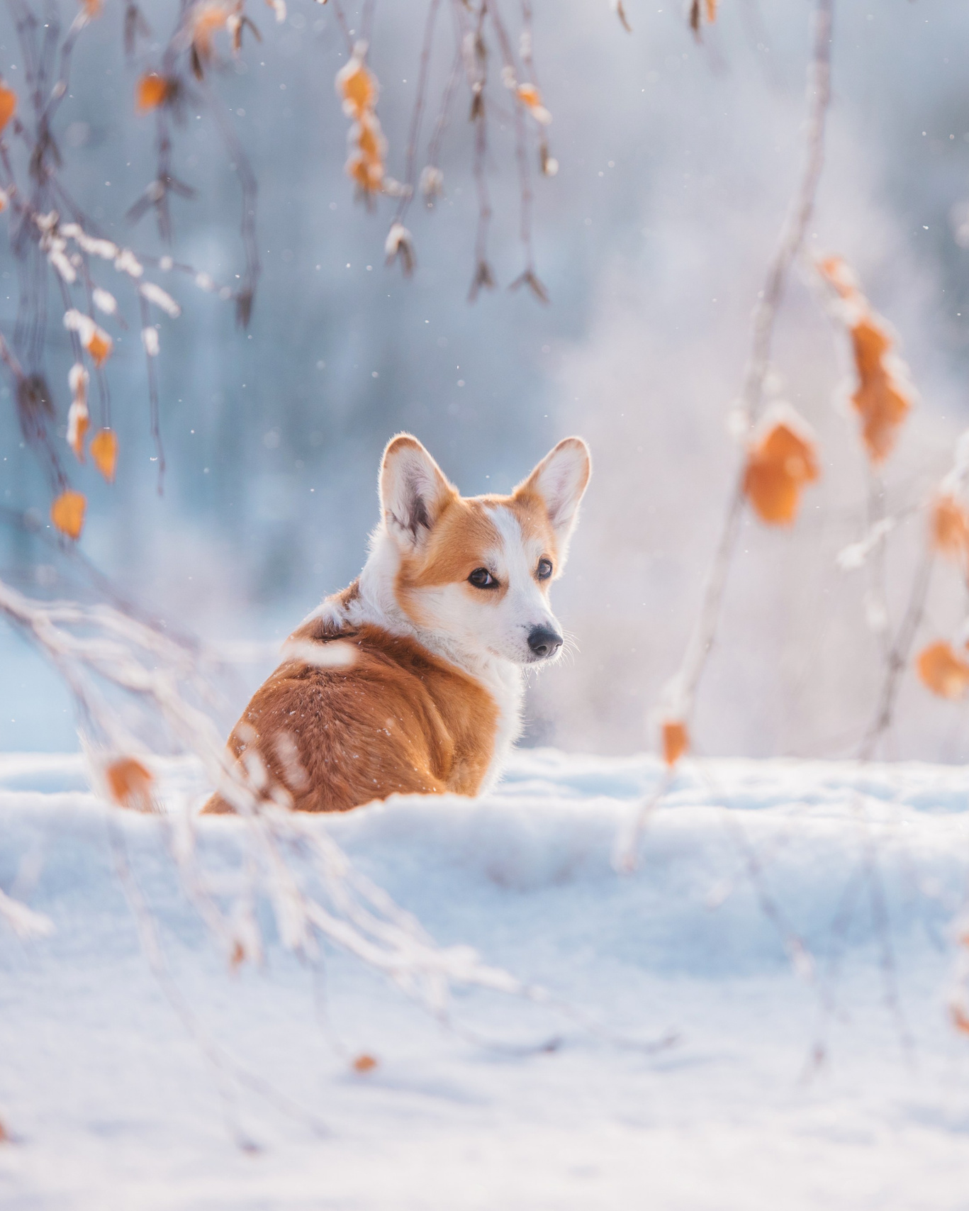 Лучшие трюки собак для фотосессии. Фотограф собак в Москве и Московской области Иванушкина Мария