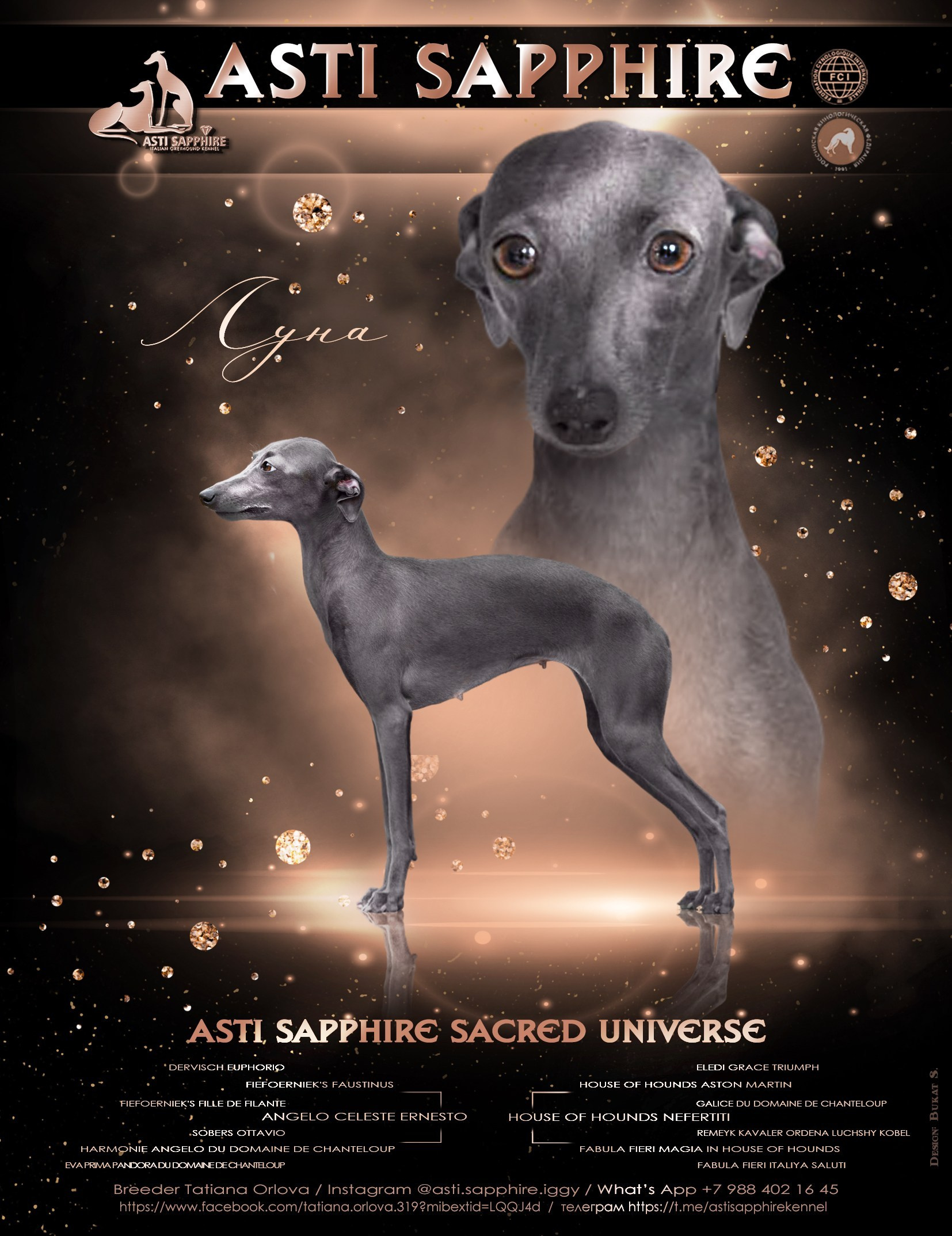 Asti Sapphire Sacred Universe. Профессиональный питомник левреток РКФ/FCI ASTI SAPPHIRE 💎 Сочи|Санкт-Петербург