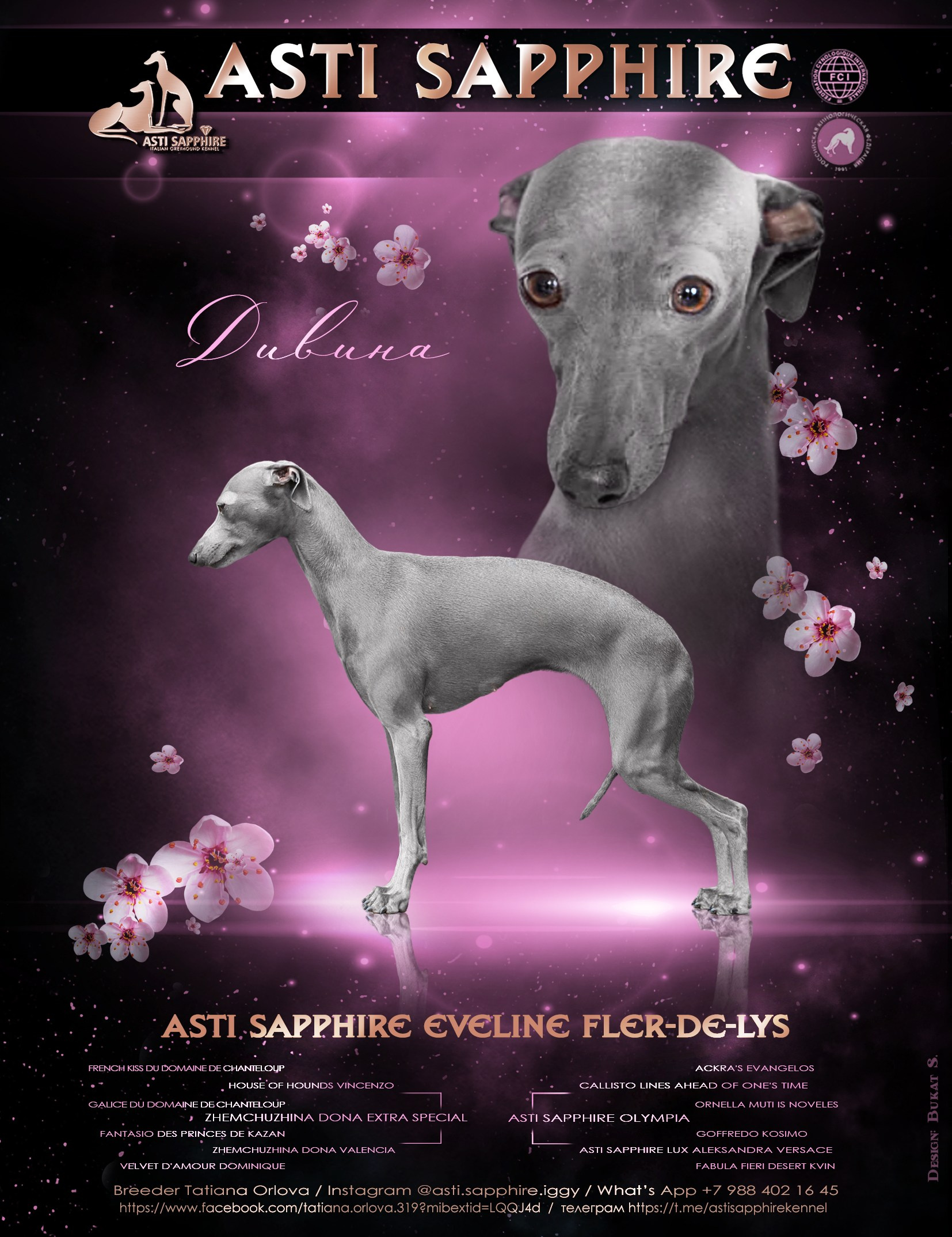 Asti Sapphire Eveline Fler-De-Lys. Профессиональный питомник левреток РКФ/FCI ASTI SAPPHIRE 💎 Сочи|Санкт-Петербург