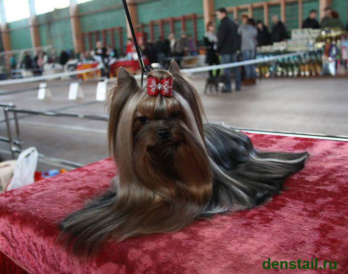 2013 г Результаты выставок. Питомник Йоркширских терьеров Дэнстайл в Санкт-Петербурге заводчик Тих
