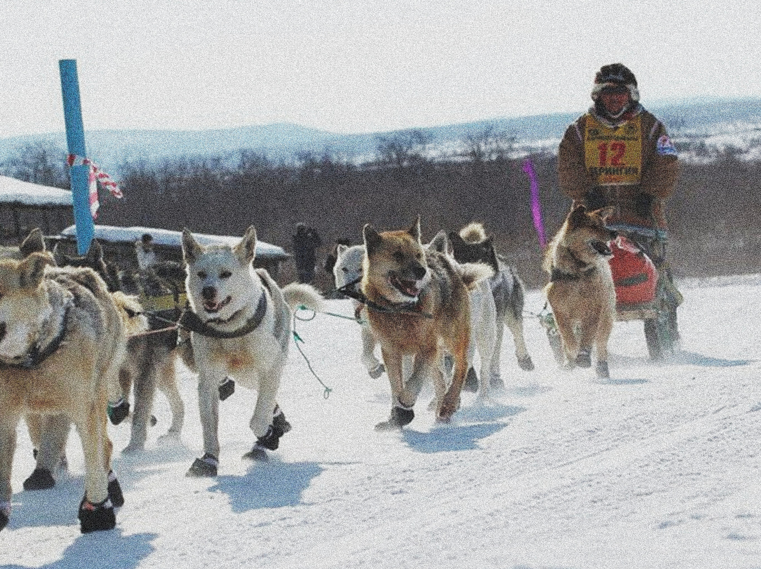 Участники из Быстринского района. История гонок на собачьих упряжках «Берингия»
