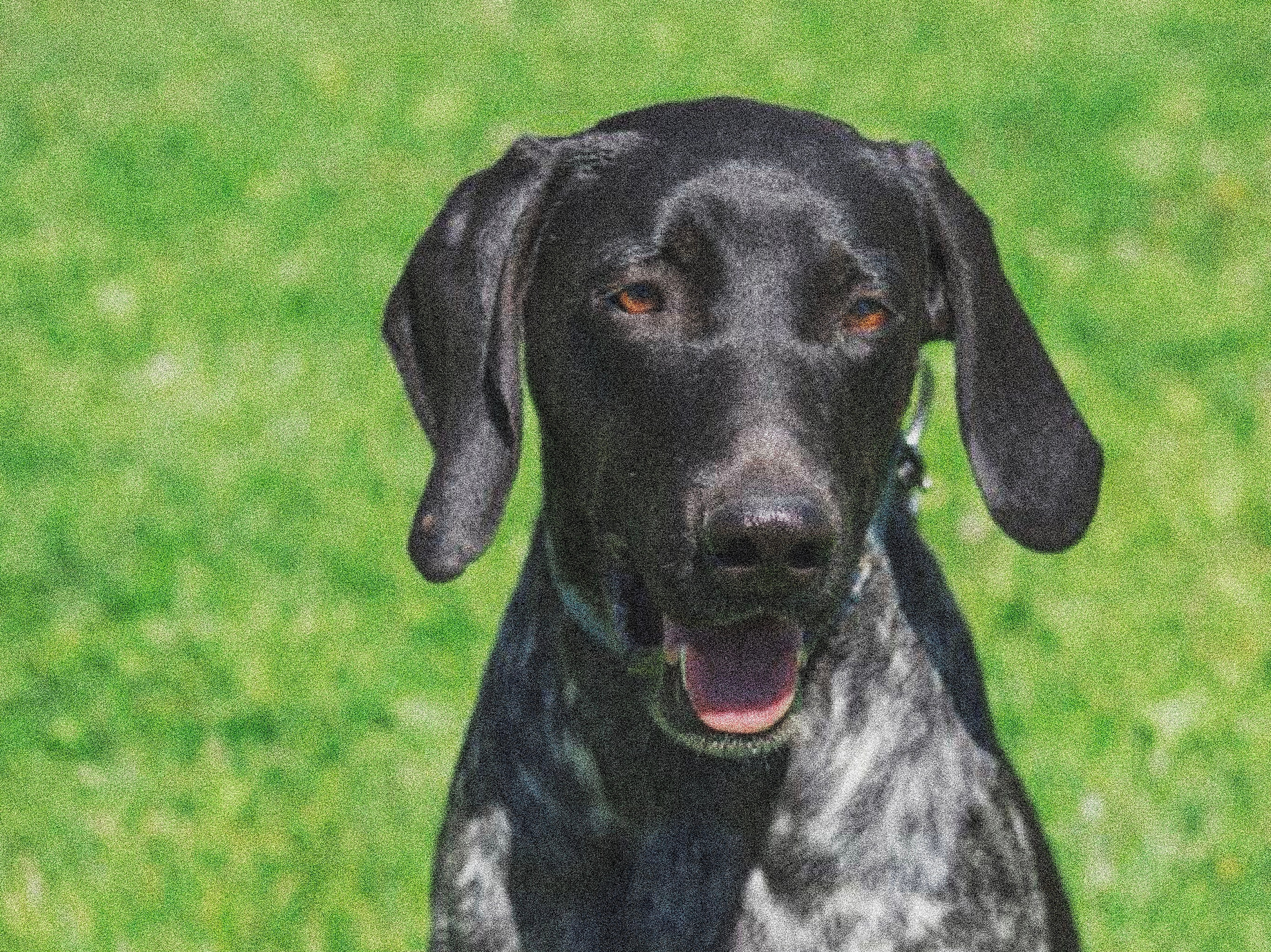 Породы ездовых собак. История гонок на собачьих упряжках «Берингия»