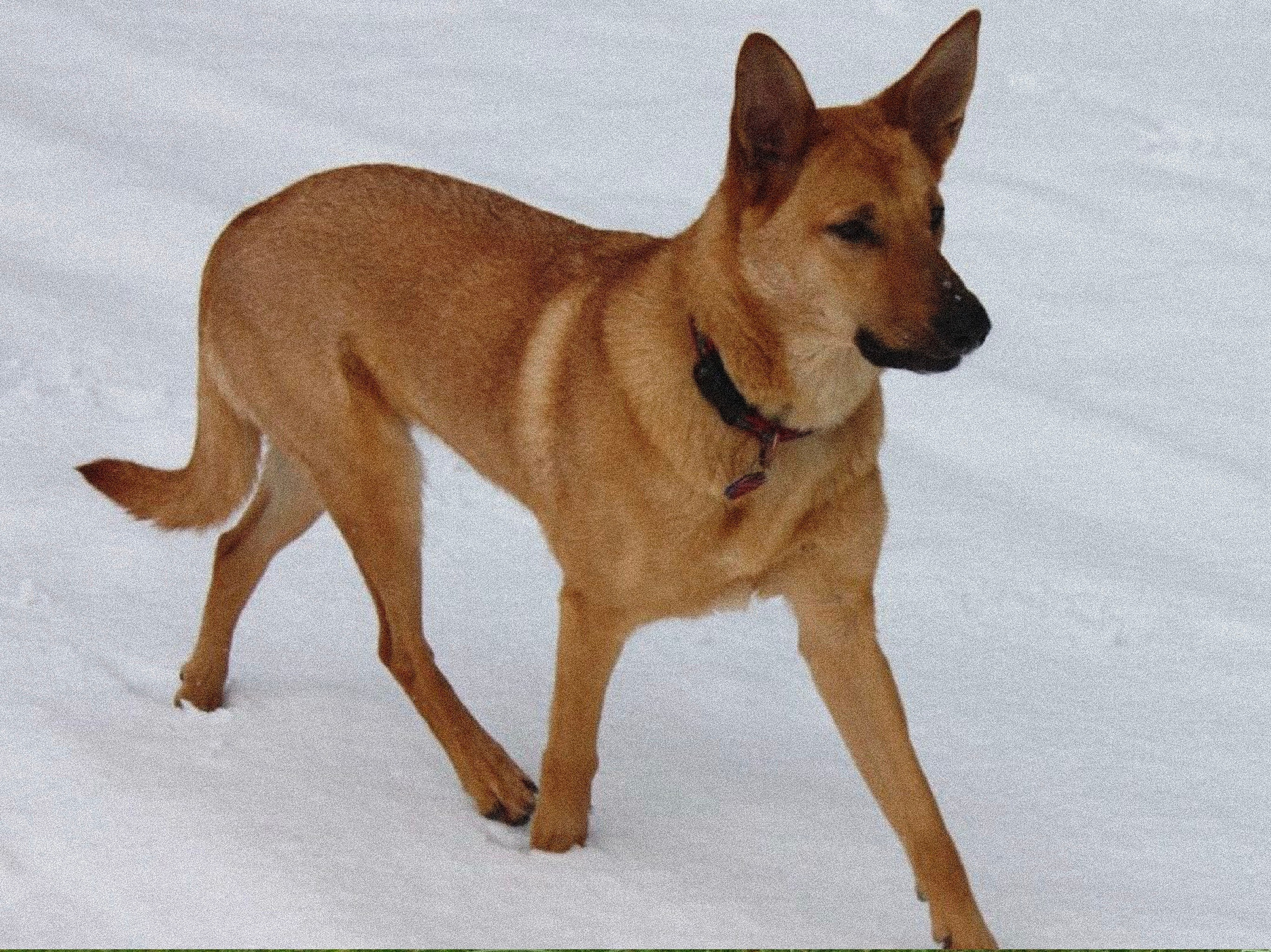 Породы ездовых собак. История гонок на собачьих упряжках «Берингия»