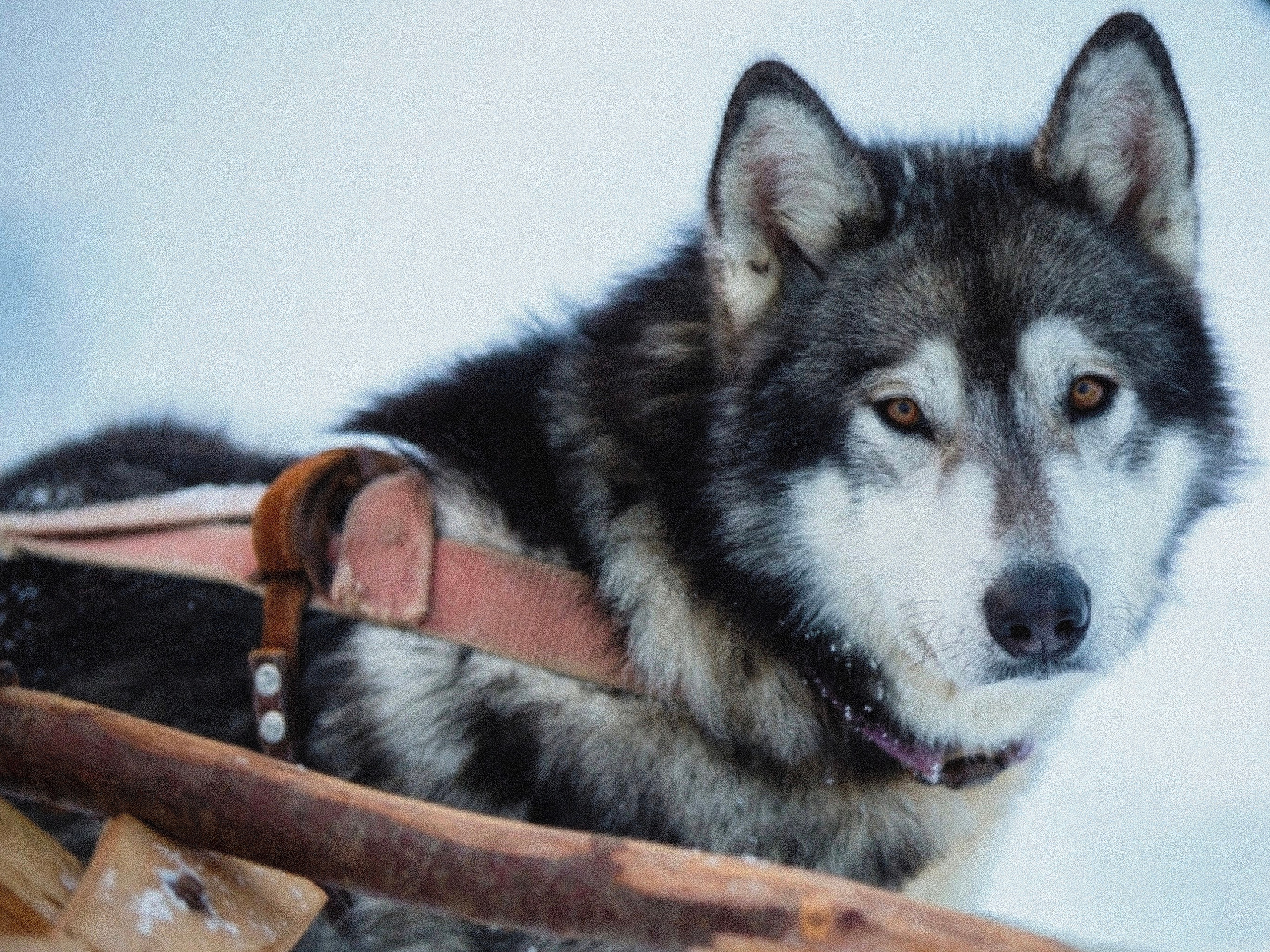 Породы ездовых собак. История гонок на собачьих упряжках «Берингия»