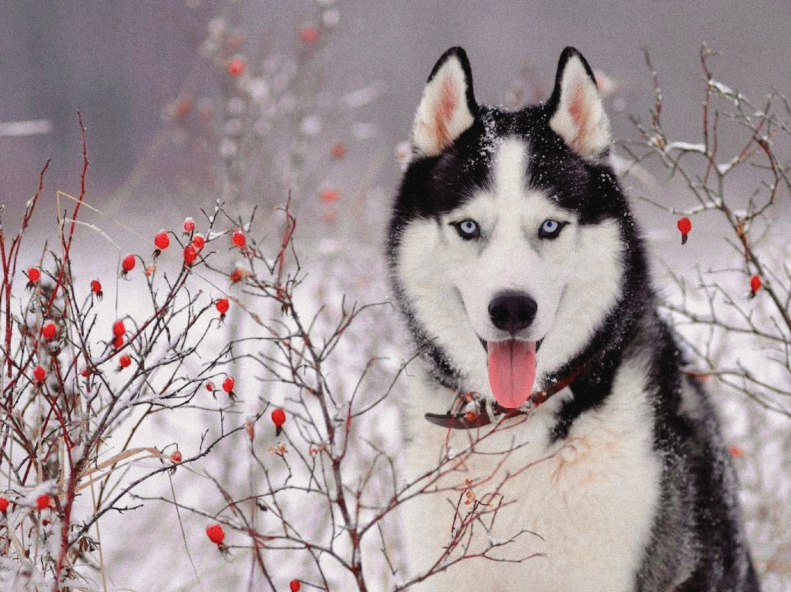 Породы ездовых собак. История гонок на собачьих упряжках «Берингия»