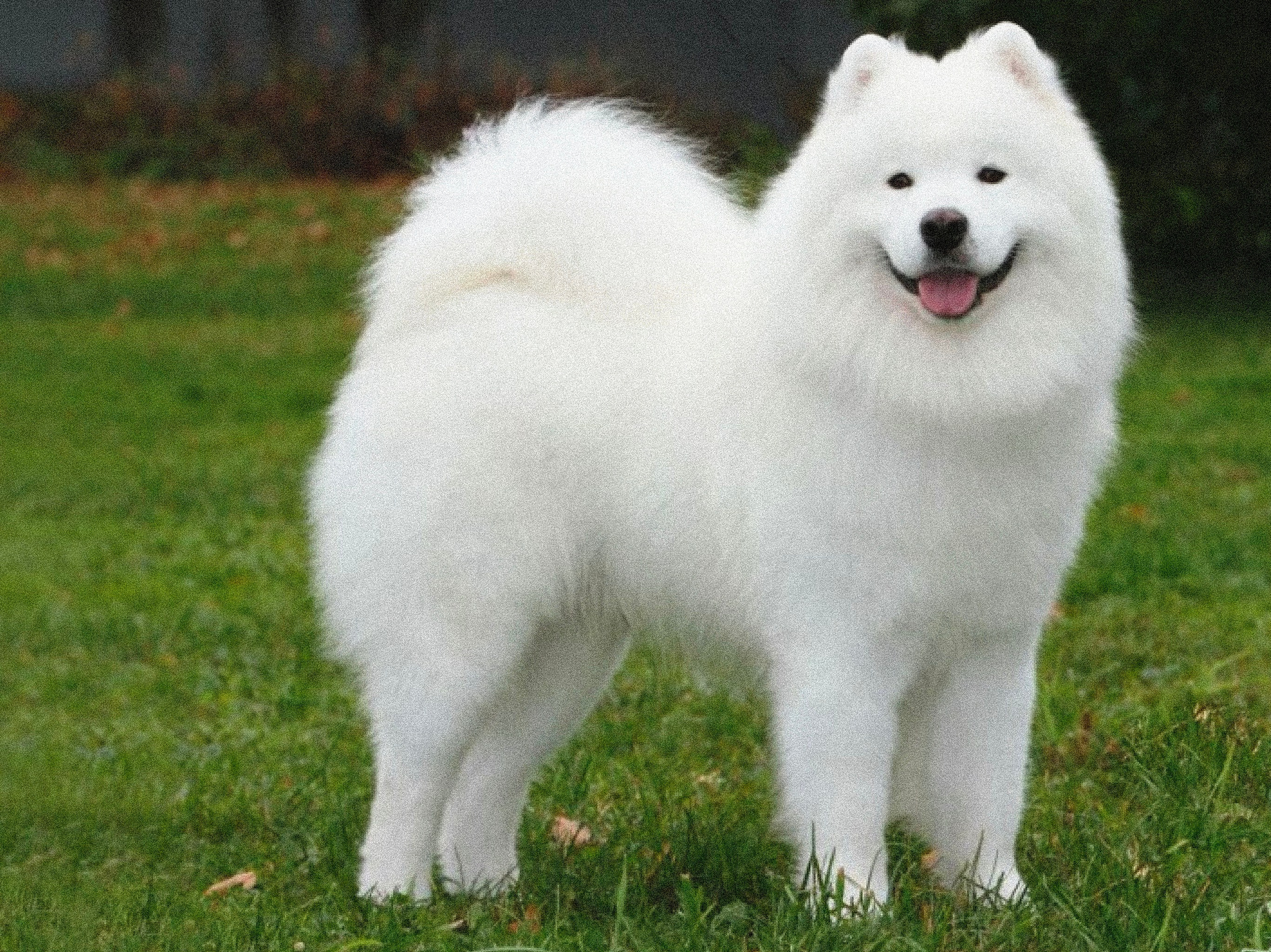 Породы ездовых собак. История гонок на собачьих упряжках «Берингия»