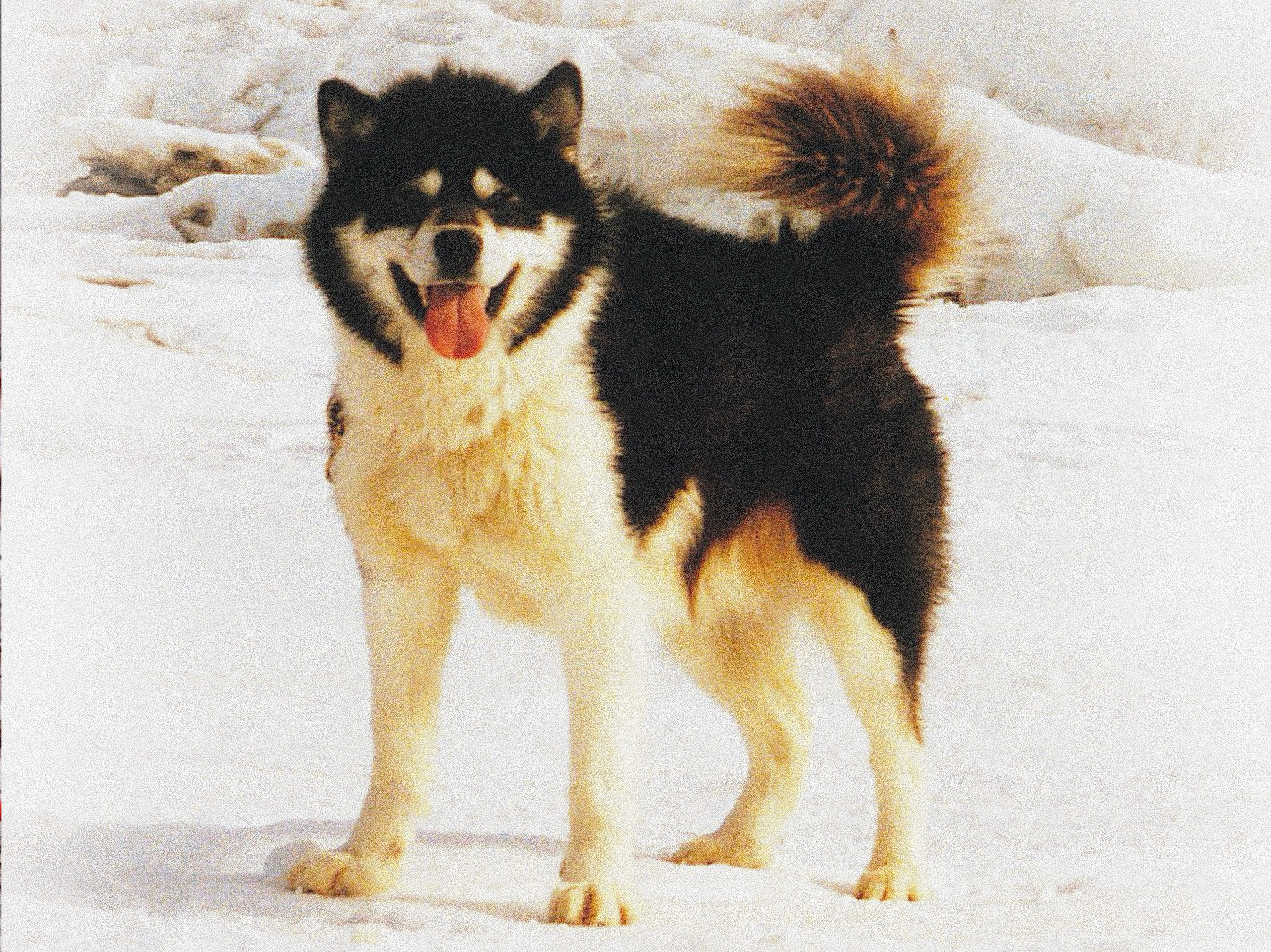 Породы ездовых собак. История гонок на собачьих упряжках «Берингия»