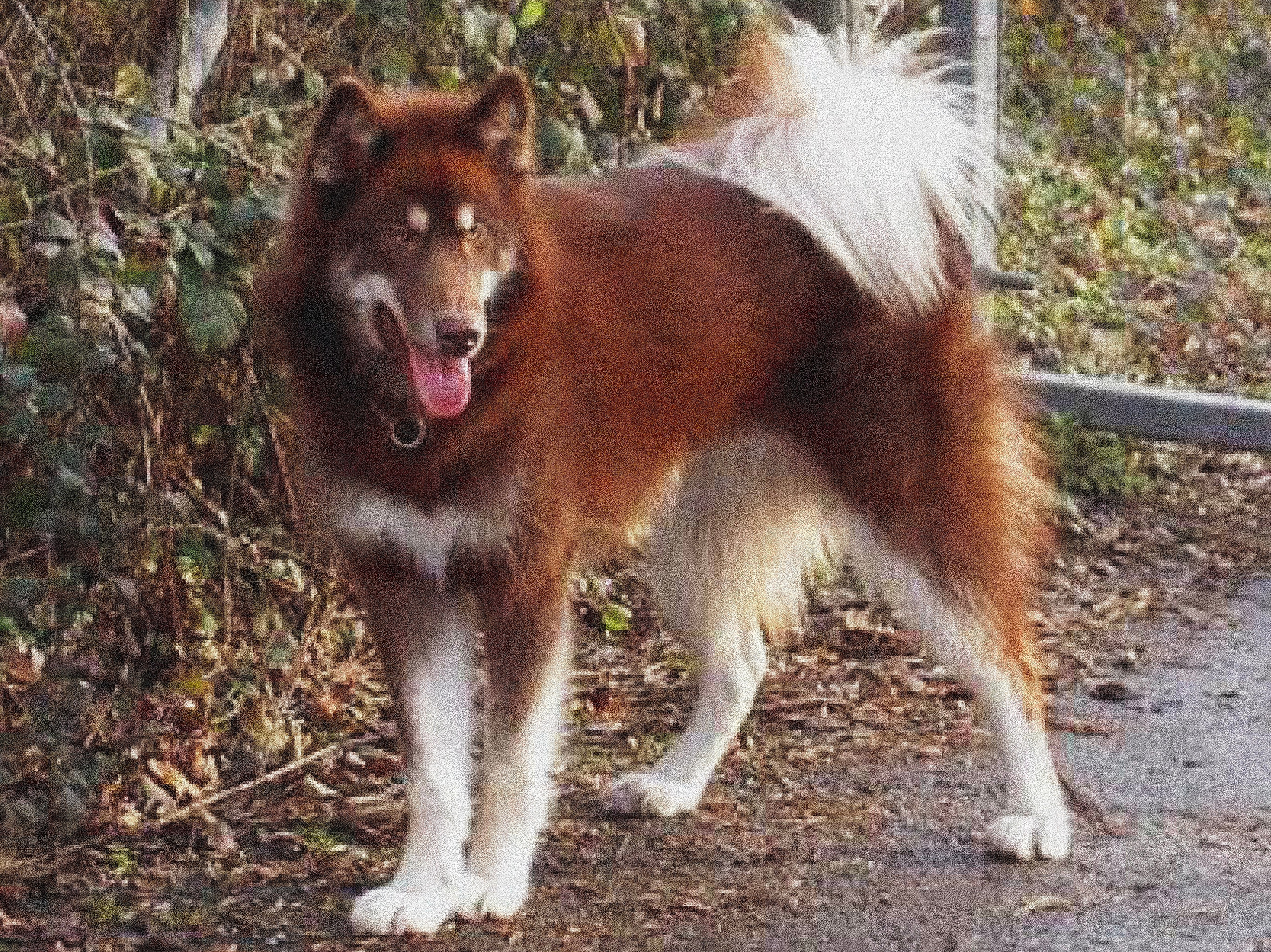 Породы ездовых собак. История гонок на собачьих упряжках «Берингия»