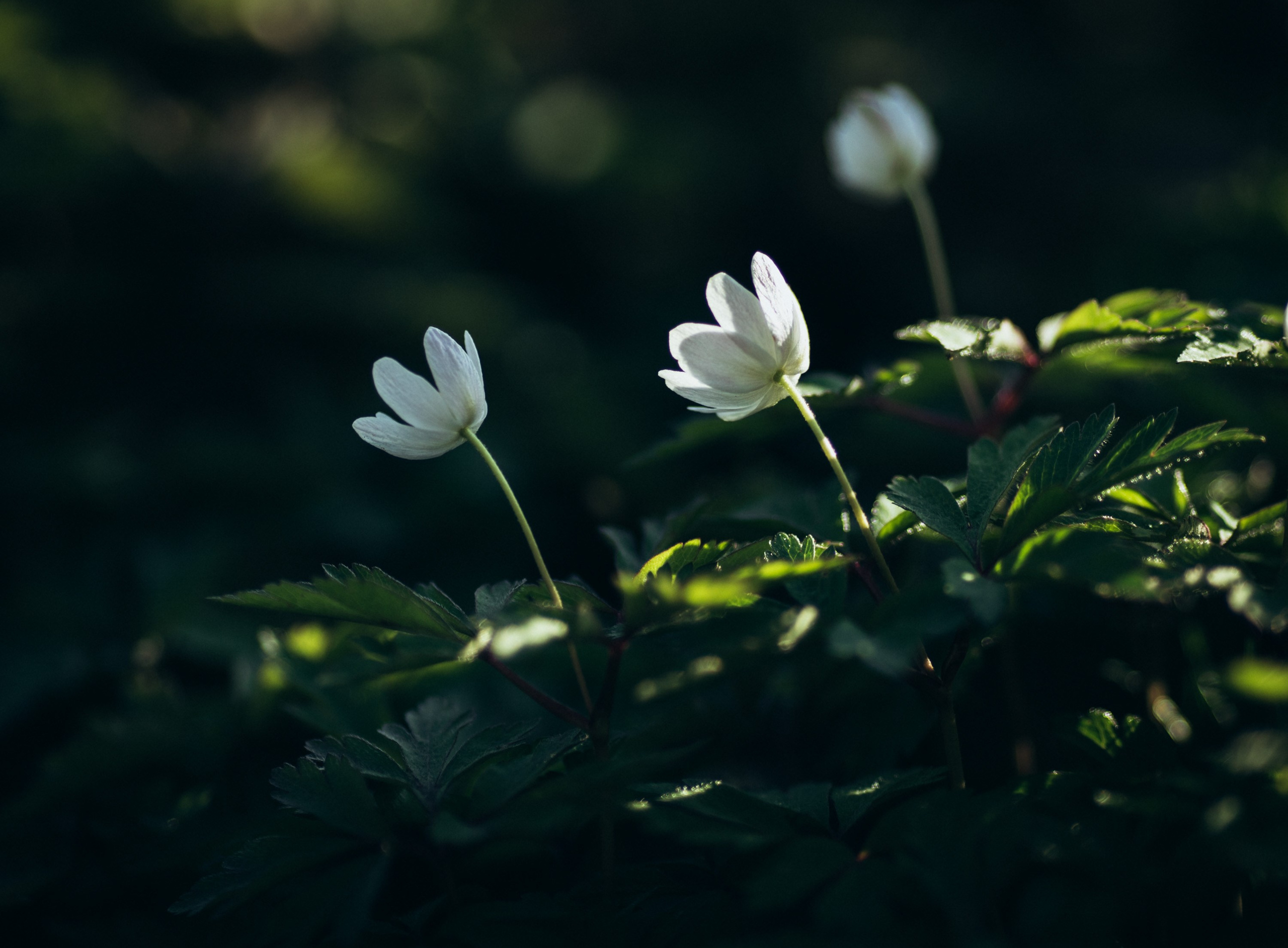 Стоимость съёмки и другие услуги. Наталия Клевинскас портретный фотограф в Костроме