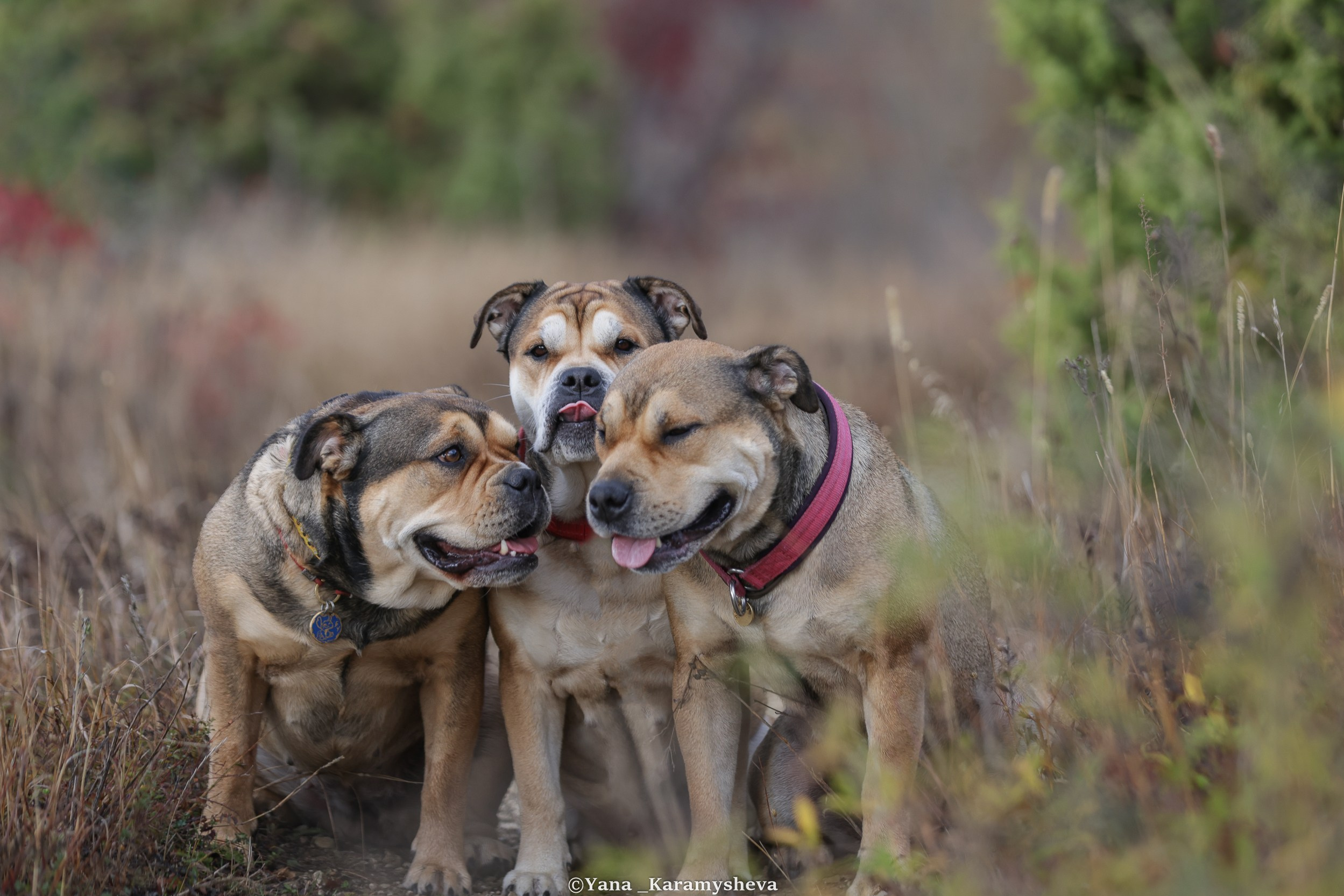 Yana Karamysheva Animal Photo