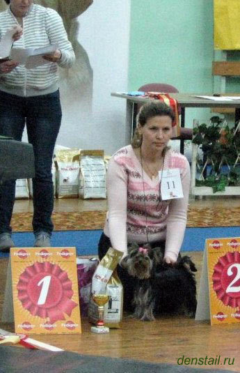 2011-2012 г Результаты выставок. Питомник Йоркширских терьеров Дэнстайл в Санкт-Петербурге заводчик Тих