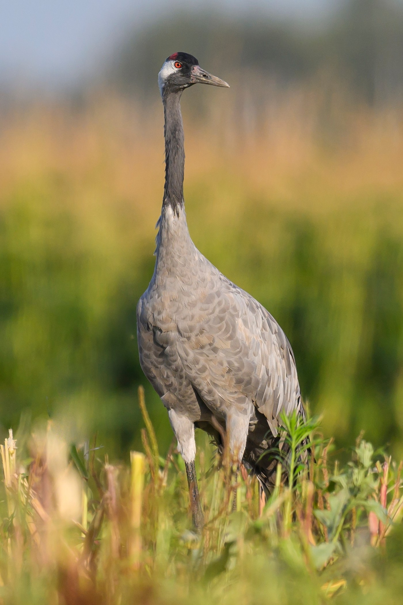 Журавли. Фотограф Сергей Пупонин