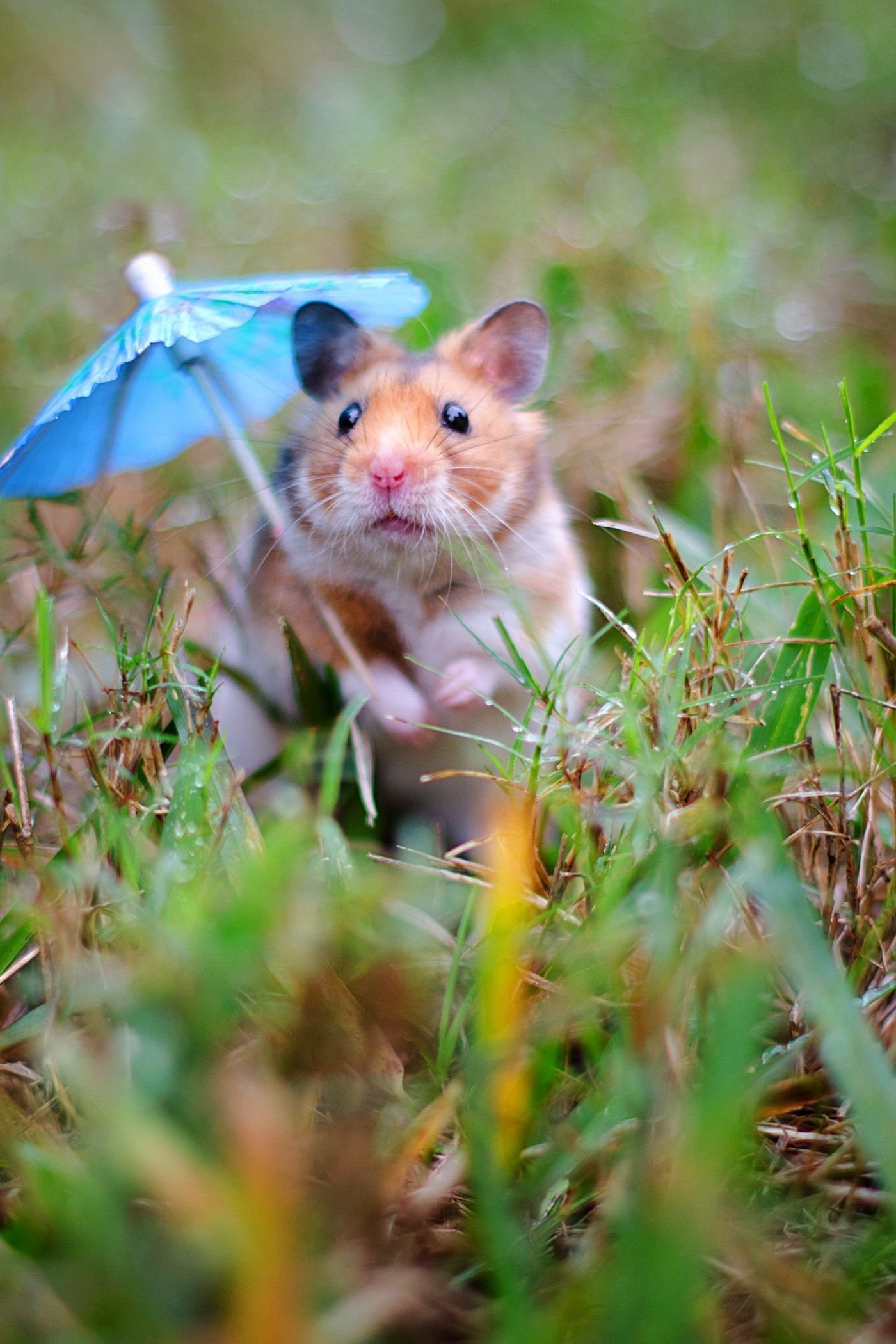 Фотосессии для хомячков в Москве от Александра Макушина