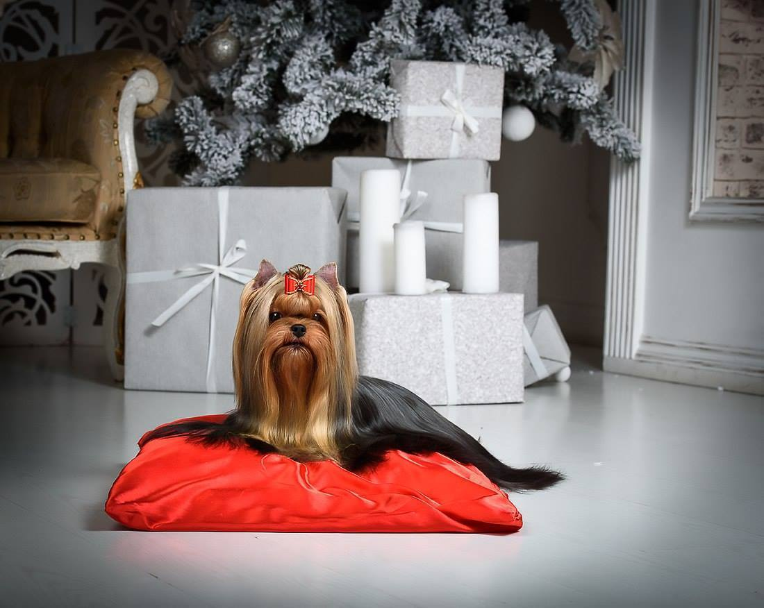 Дэнстайл Тайная Страсть. Питомник Йоркширских терьеров Дэнстайл в Санкт-Петербурге заводчик Тих