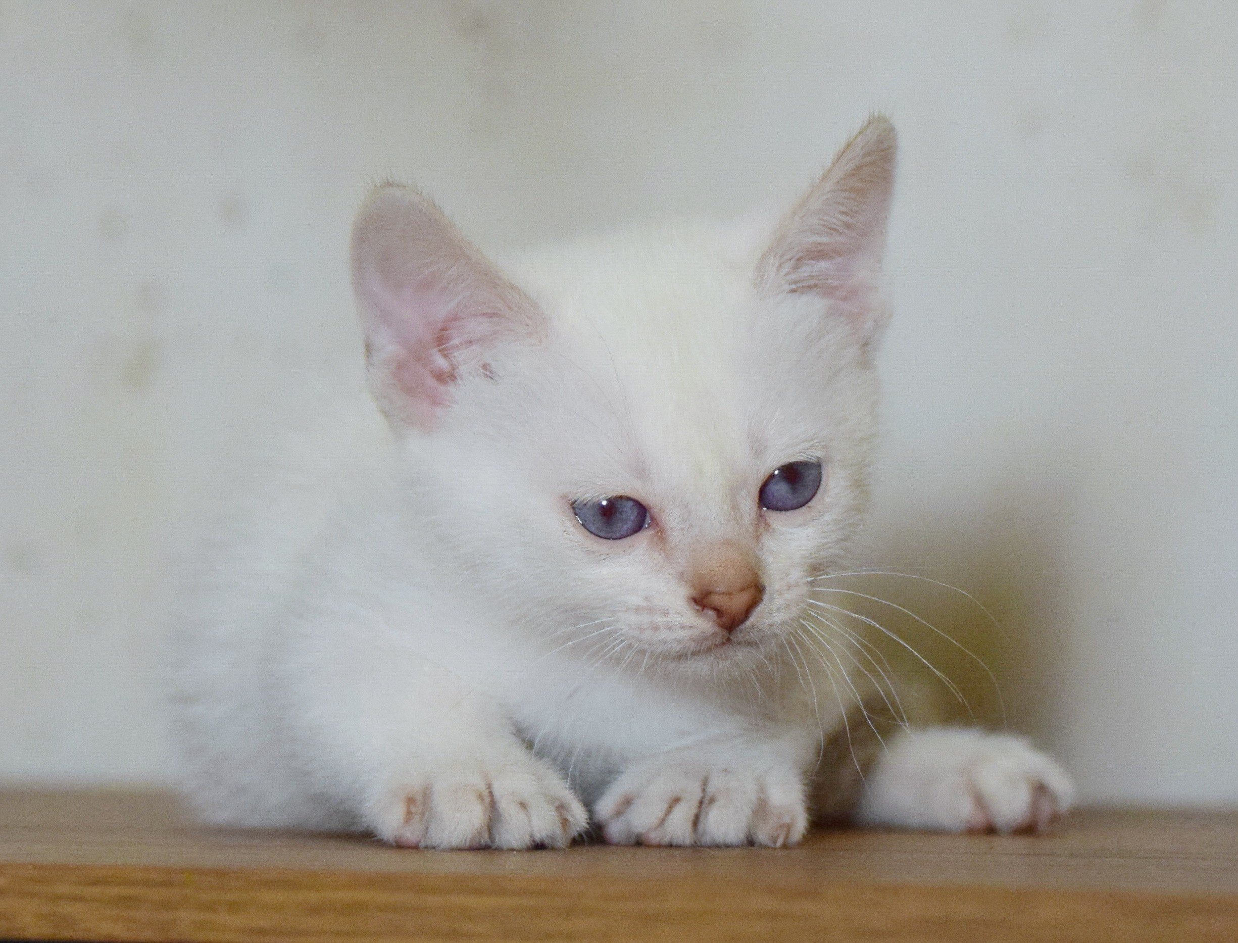 Котята. Питомник тайских кошек в Санкт-Петербурге Noyland