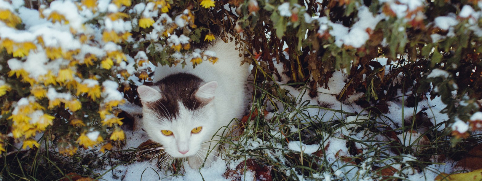 Руслан Шувалов (поэтограф)