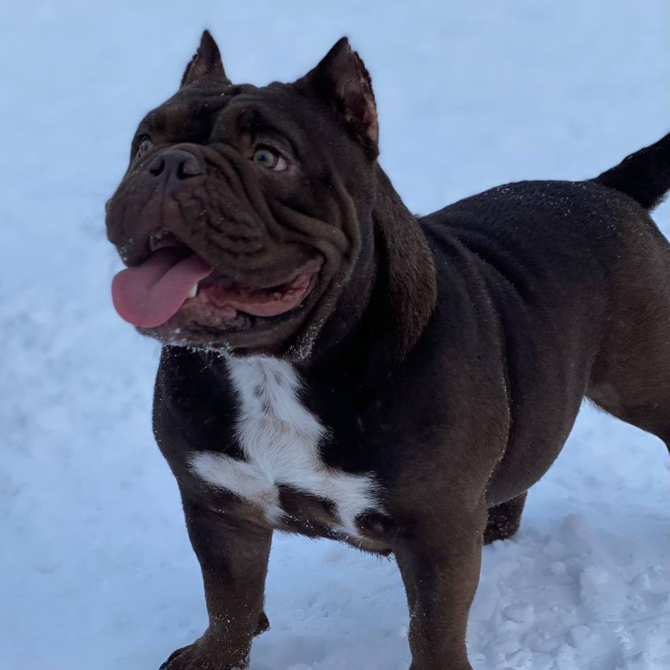 Познакомьтесь с Американским Булли в Иркутске. Питомник собак Иркутск