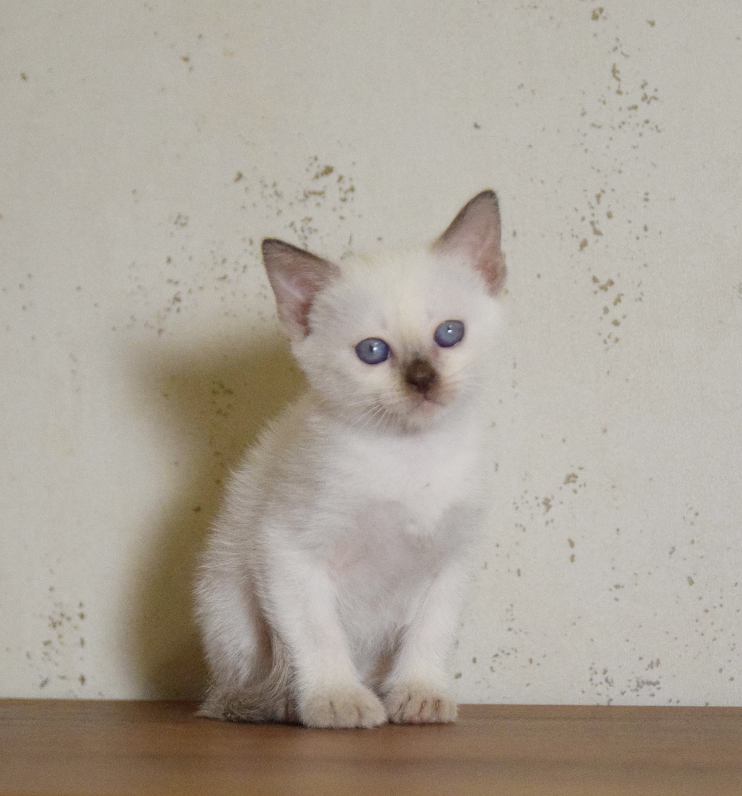 Котята. Питомник тайских кошек в Санкт-Петербурге Noyland