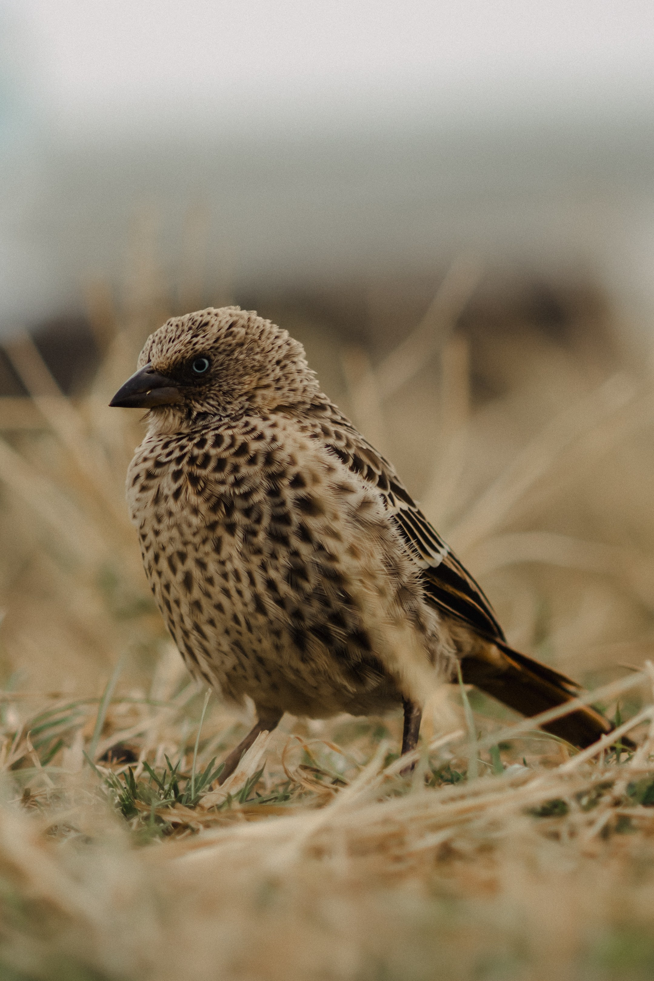 Фотограф Николай Шевченко