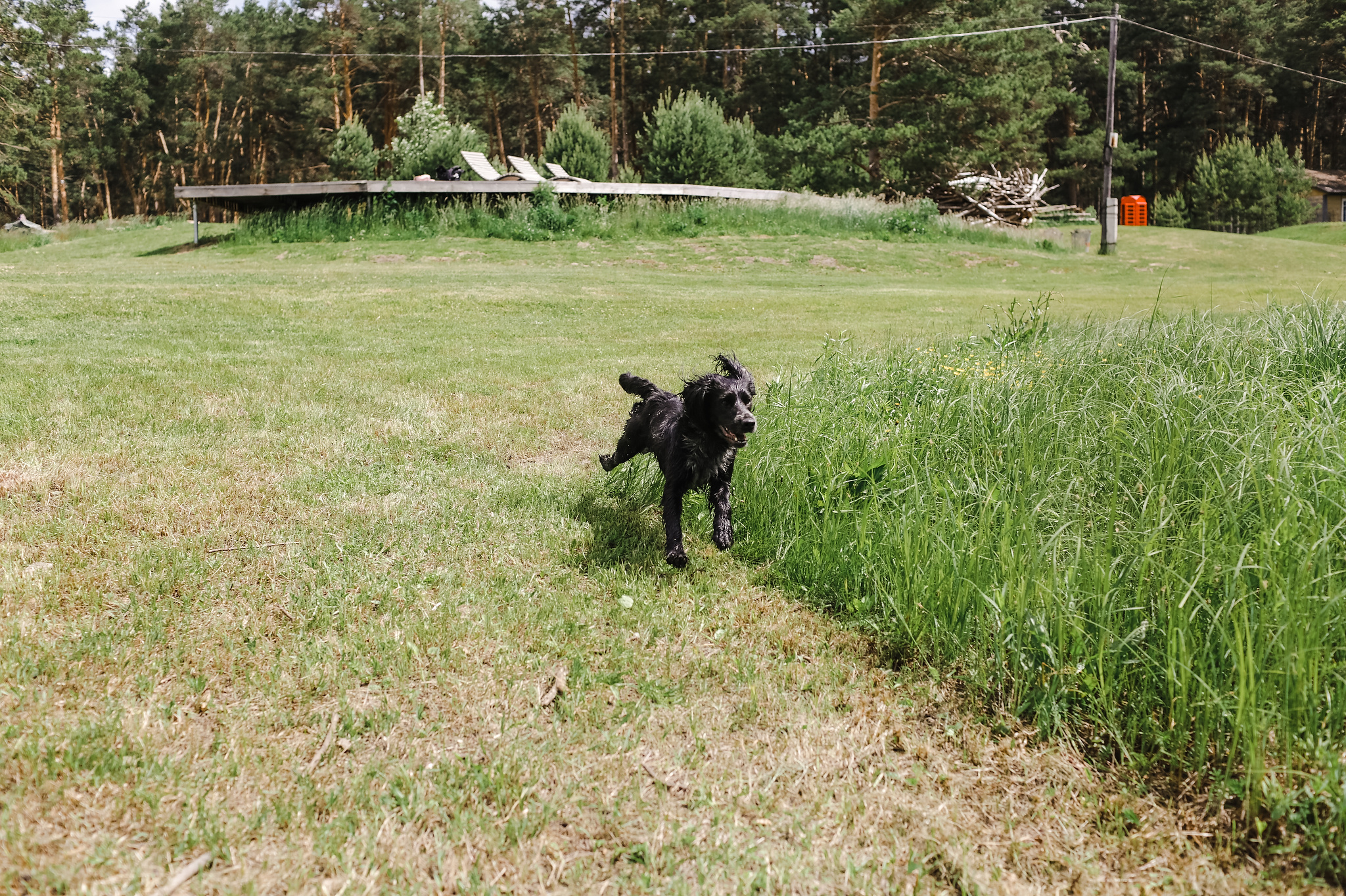 Катя и Вова. Органичность, спаниель и телефонная будка. Фотограф Антон Никандров