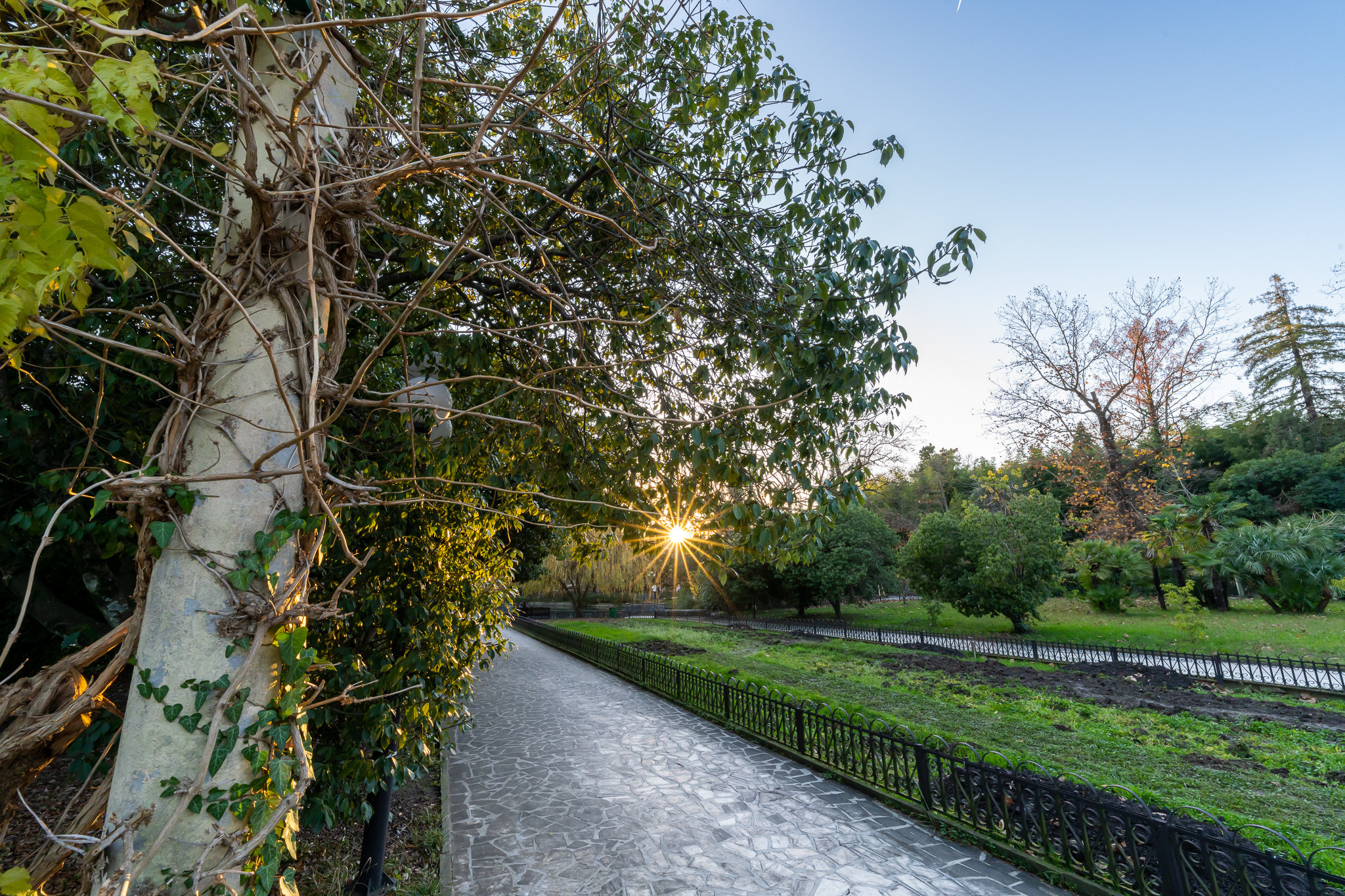 Дендрарий и вечернее солнце сквозь листья в Сочи