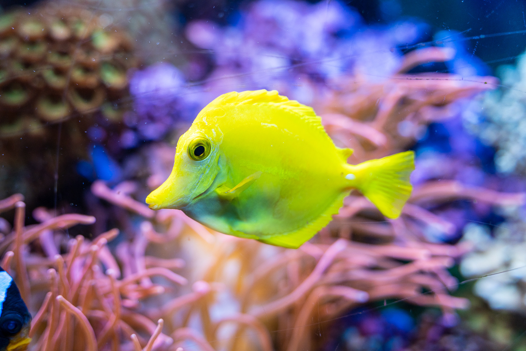 Рыба в аквариуме в парке Ривьера в Сочи