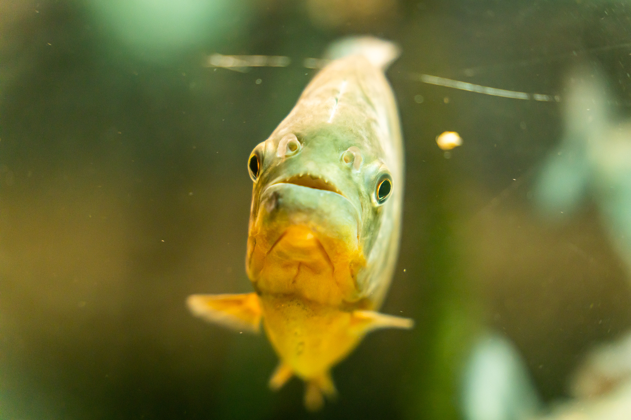 Пиранья Наттерера в аквариуме в парке Ривьера в Сочи