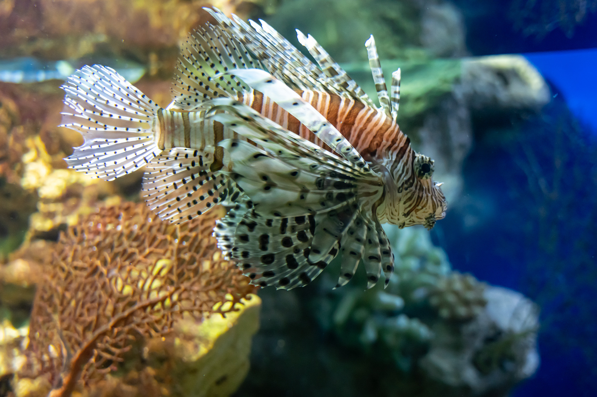 Рыба в аквариуме в парке Ривьера в Сочи