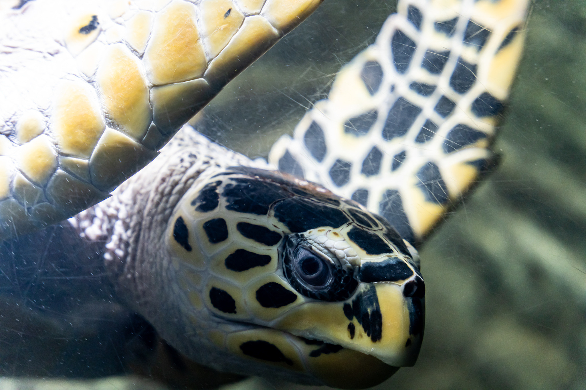 Большая черепаха в аквариуме в парке Ривьера в Сочи