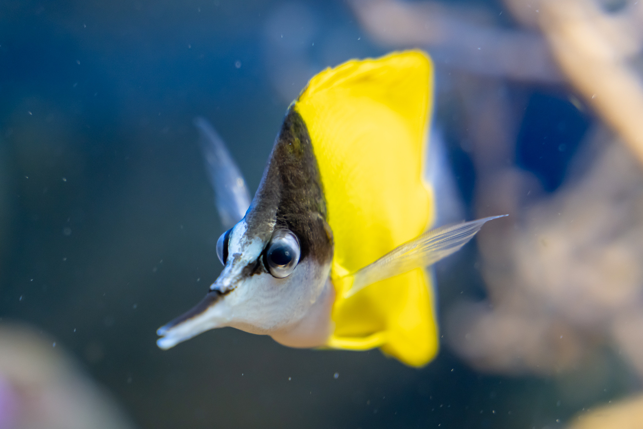 Рыба в аквариуме в парке Ривьера в Сочи