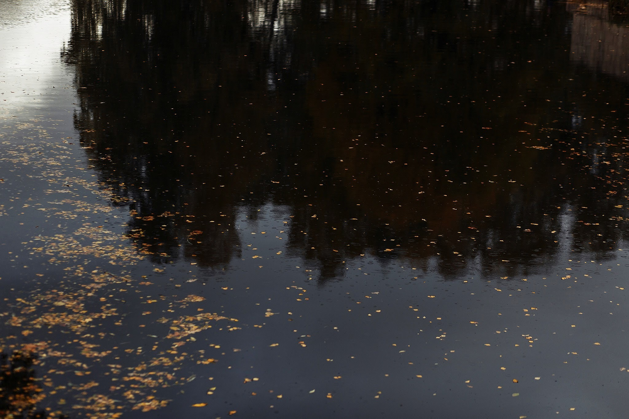 Евгений и Марина. 07 октября 2017 анонс свадьбы. Фотограф Игорь Цаплин