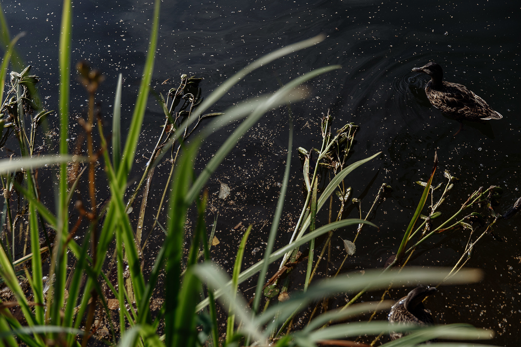 24 августа 2019. Анонс свадьбы. Фотограф Игорь Цаплин