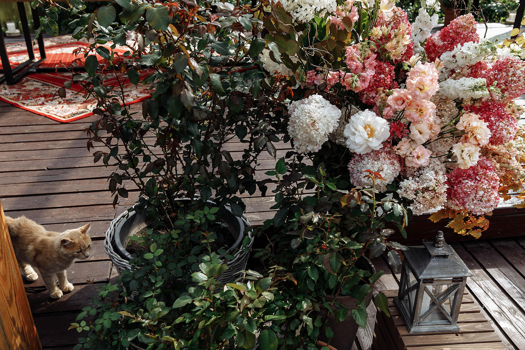 08 августа 2019. Анонс свадьбы. Фотограф Игорь Цаплин