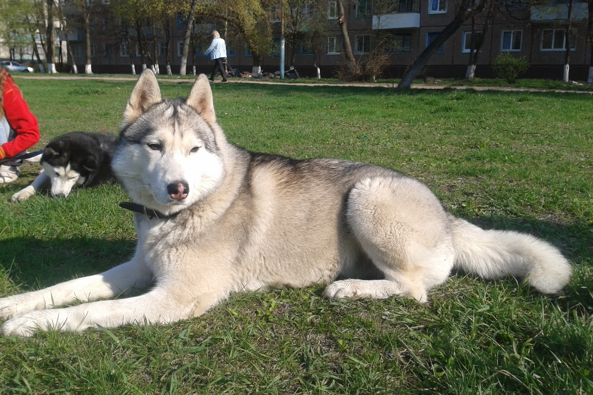 История питомника Ice Fantasy. Купить щенка Вельш-корги-кардиган в семейном питомнике — Ice Fantasy