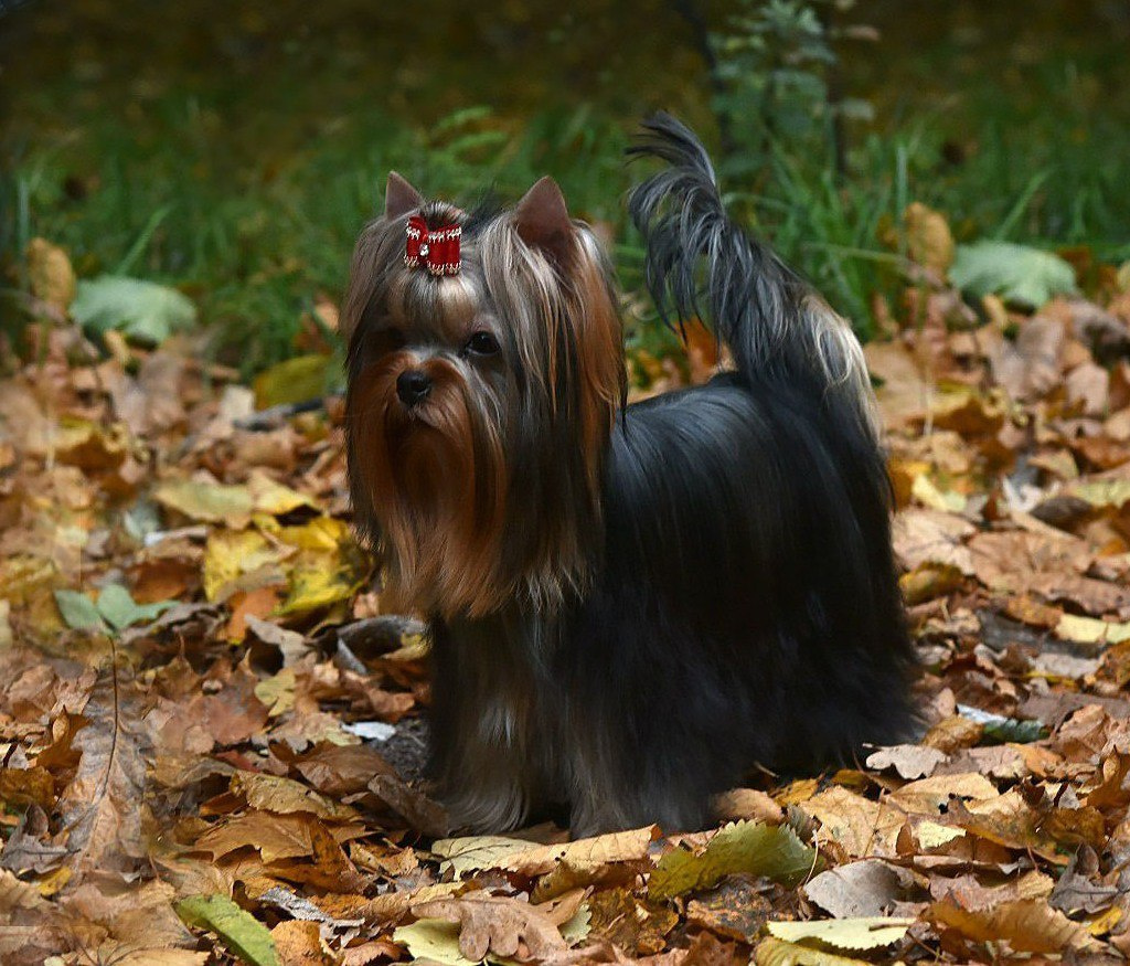 Дэнстайл Хуч. Питомник Йоркширских терьеров Дэнстайл в Санкт-Петербурге заводчик Тих