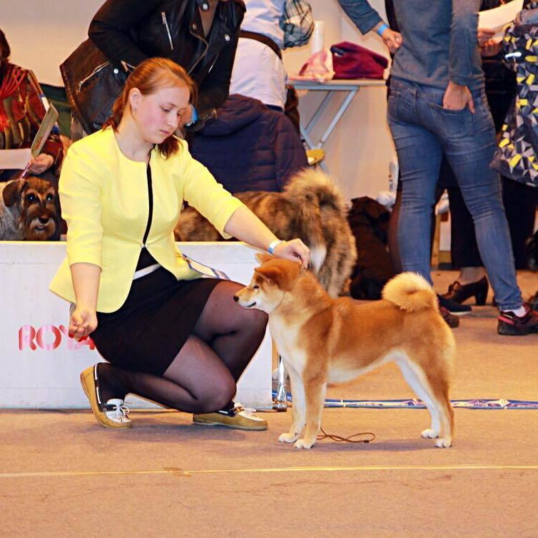 Dog show 2017. SHIOMARU Питомник сиба и акита-ину
