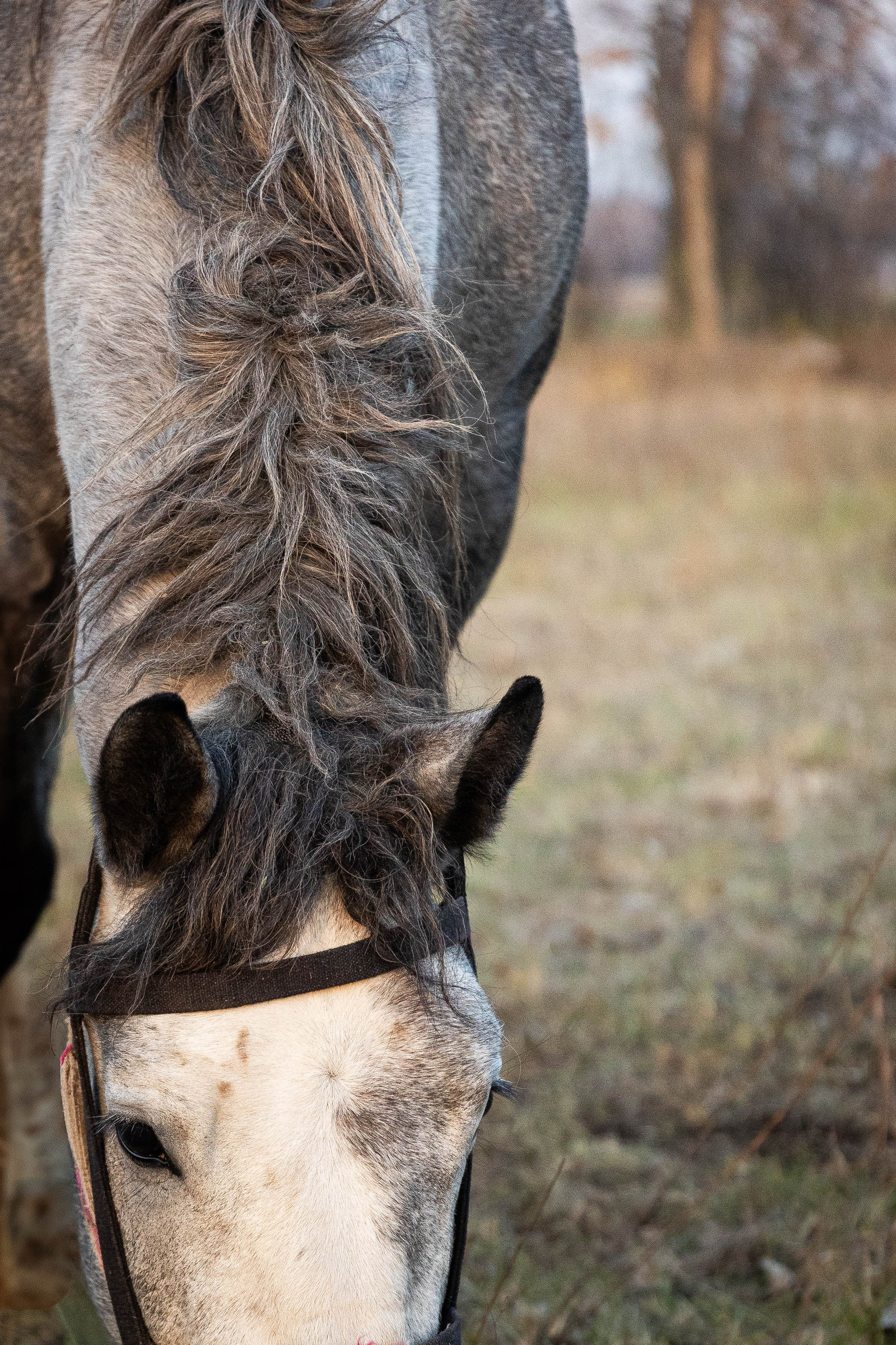 Фотограф-АниМалист Анна Абрамова