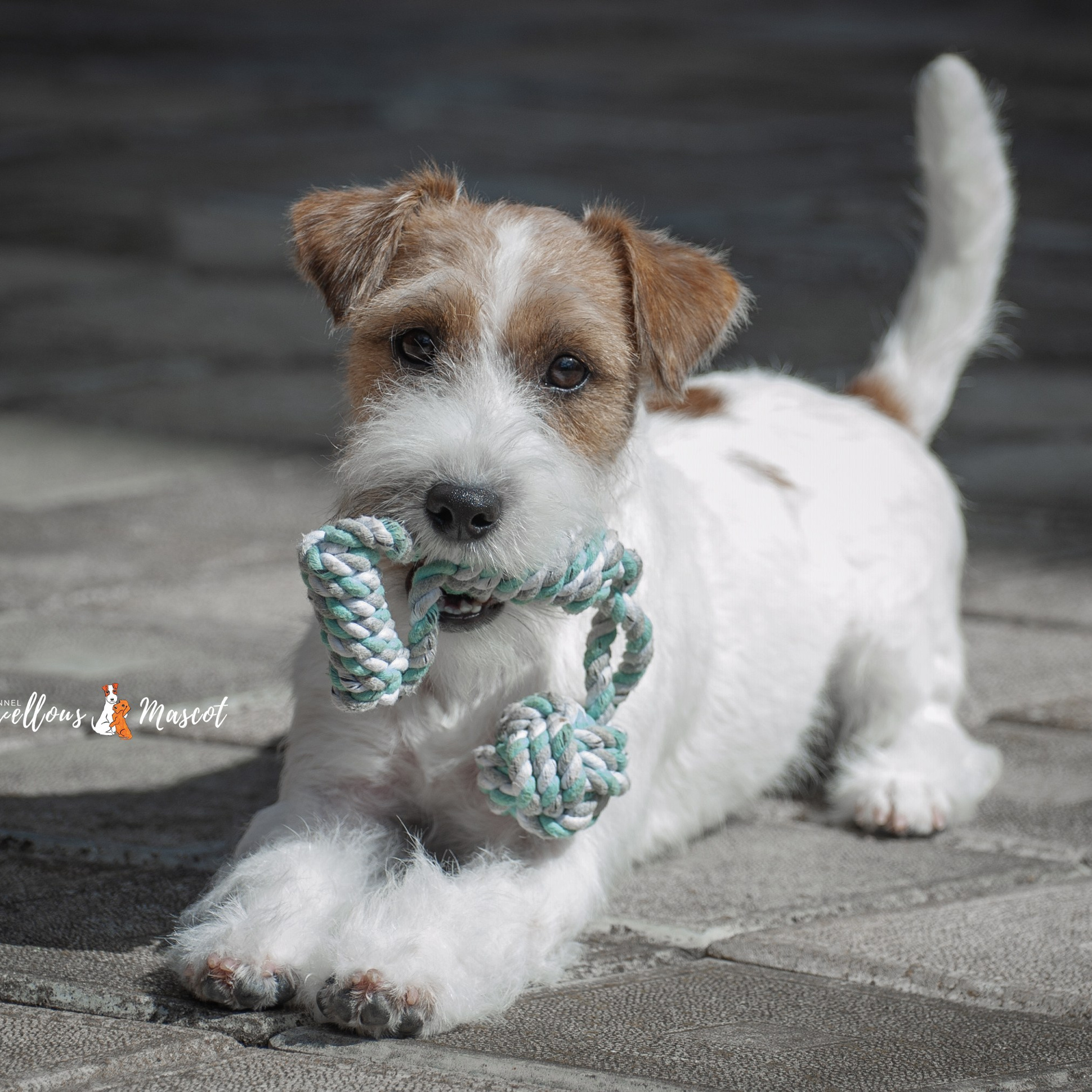 ЩЕНКИ КУПИТЬ. CANE MAESTRO — kennel Jack Russell Terrier