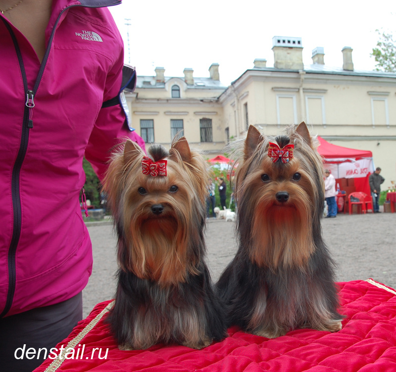 2013 г Результаты выставок. Питомник Йоркширских терьеров Дэнстайл в Санкт-Петербурге заводчик Тих