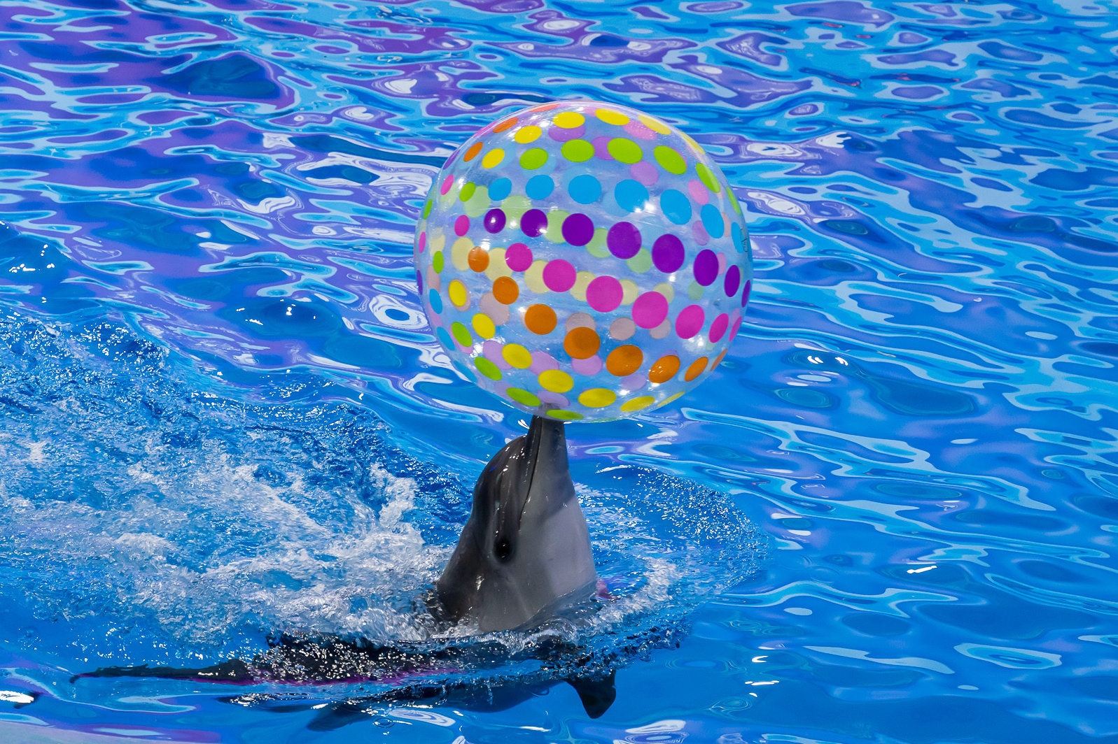 Дельфин с мячом в Большом сочинском дельфинарии